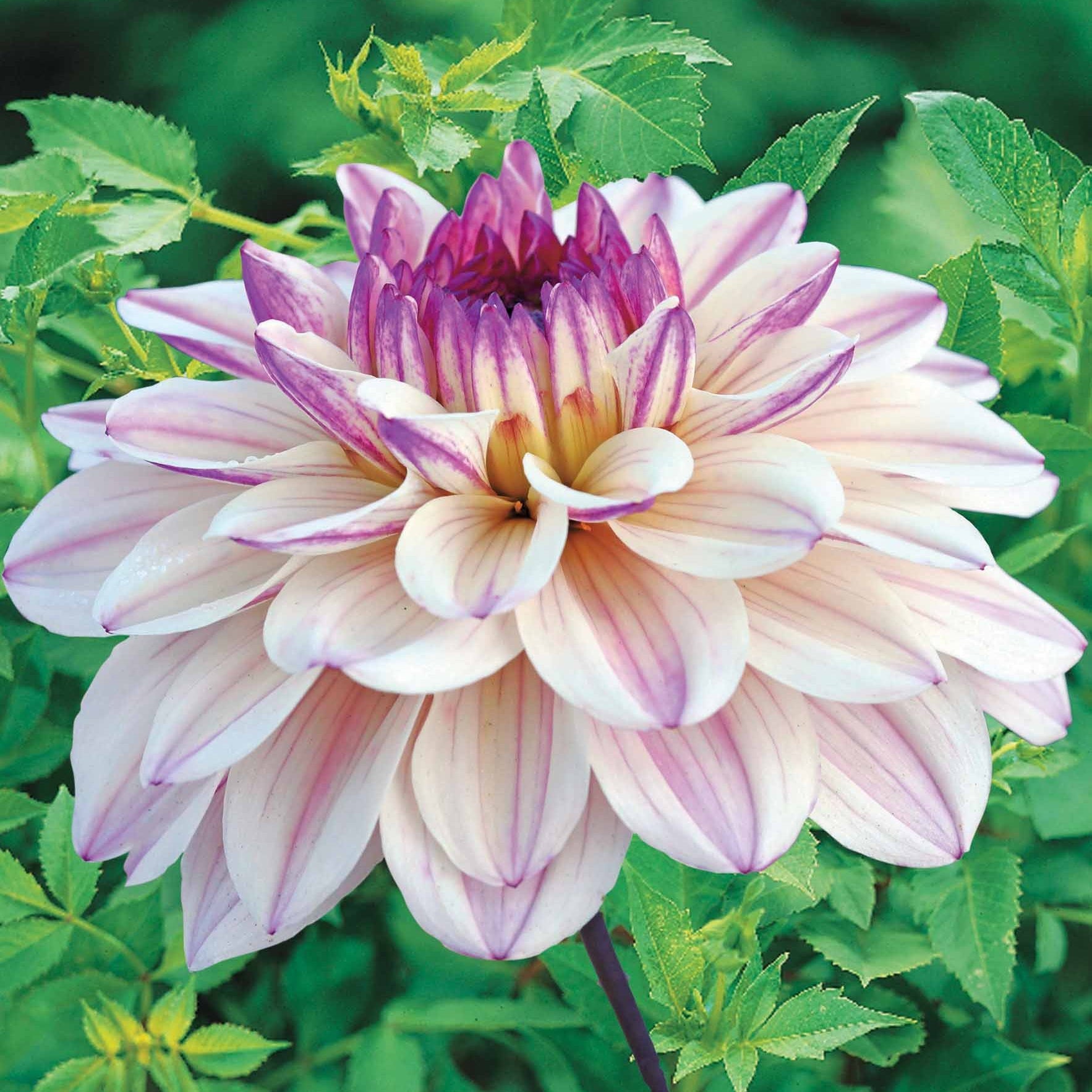 Dahlia Flashback - Dahlia décoratif Flashback - Dahlia