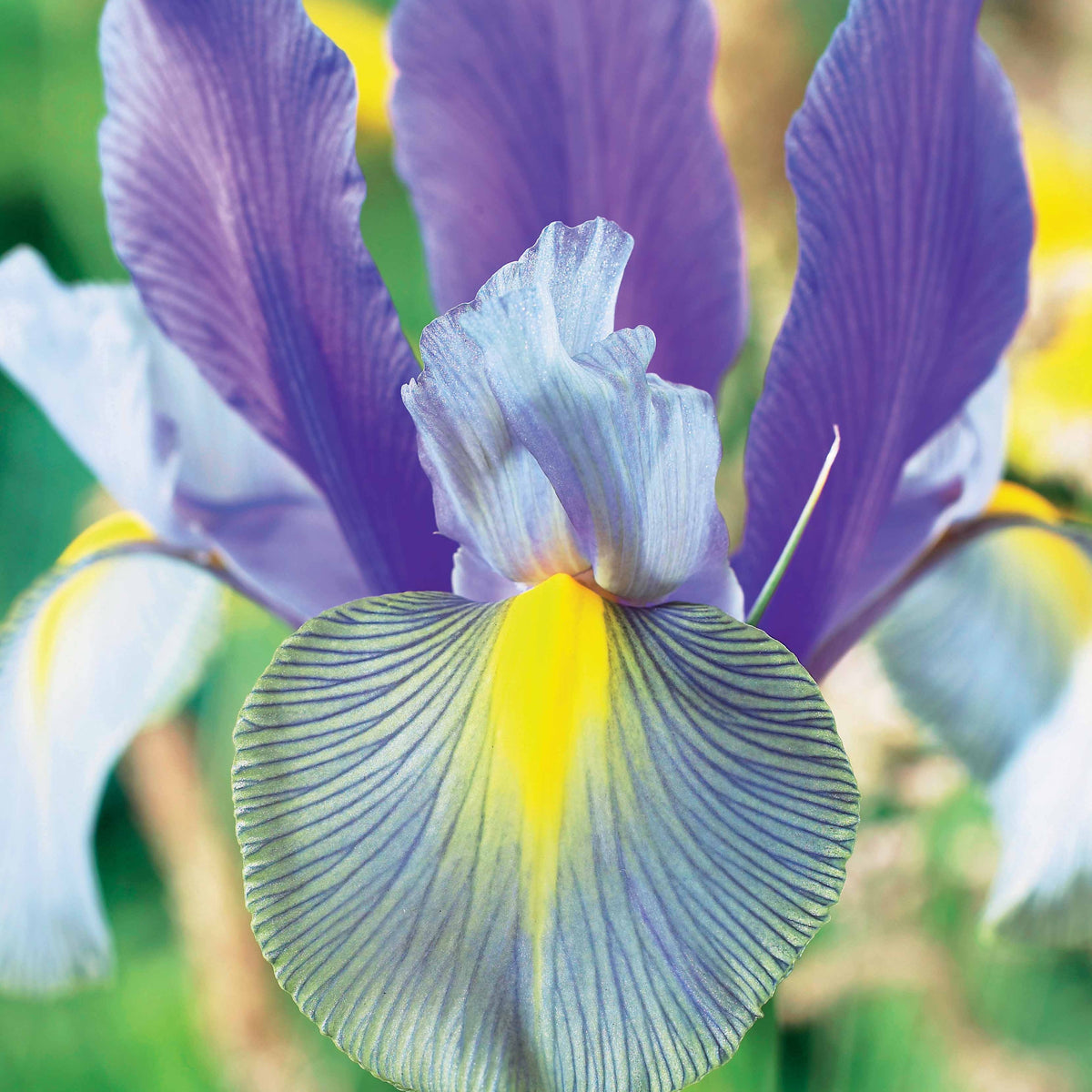 Coll. 60 Iris de Hollande:Gipsy Beauty,Braise rouge,Princesse automne - Iris hollandica 'gipsy beauty', 'red ember', 'autu - Willemse