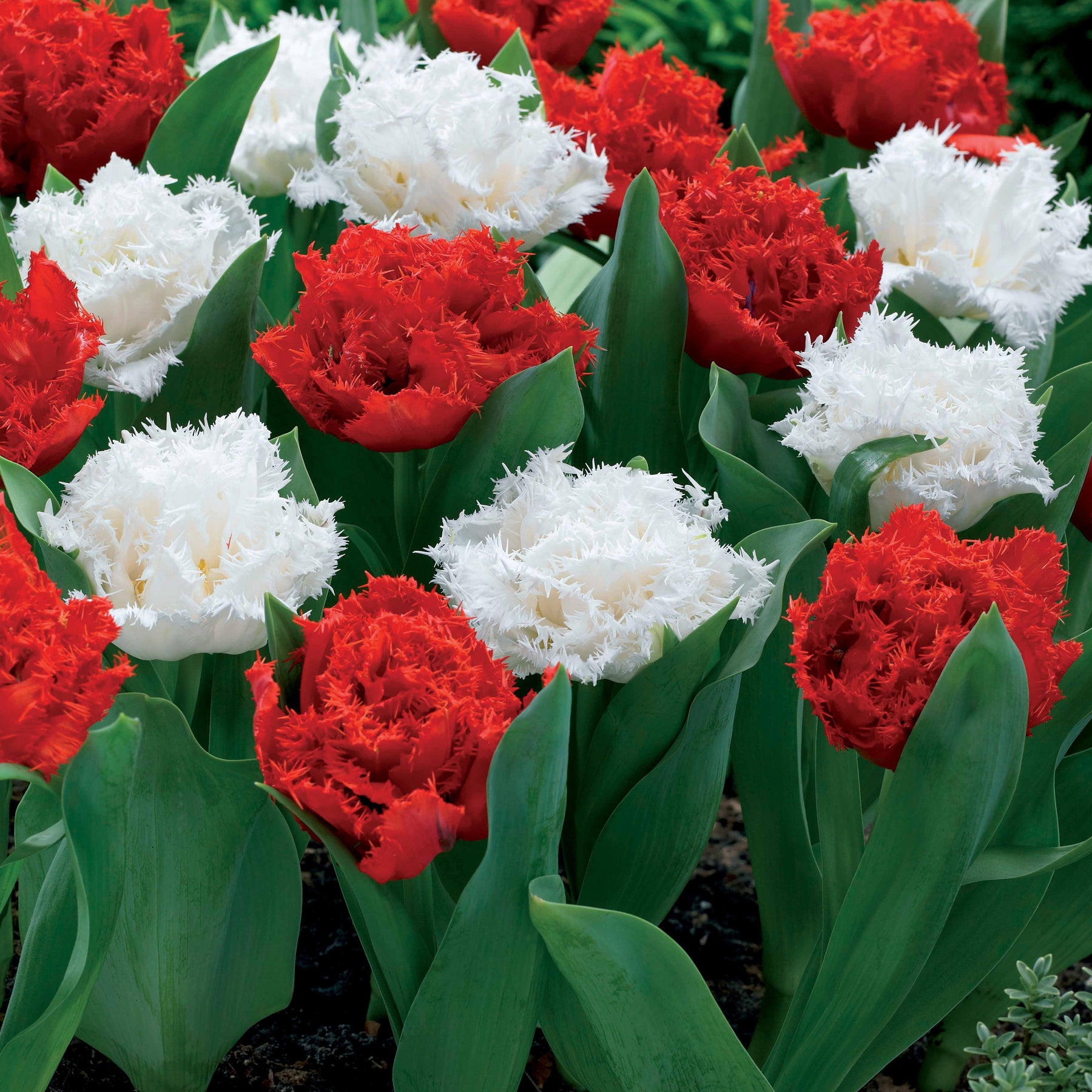 10 Tulipes doubles frangées rouges Anfield et blanches Snow crystal - Willemse