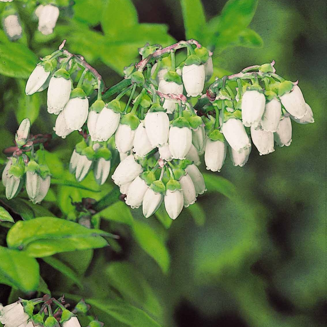 Fruits rouges - 2 Myrtilles Vitaminos Extra - Vaccinium vitaminos