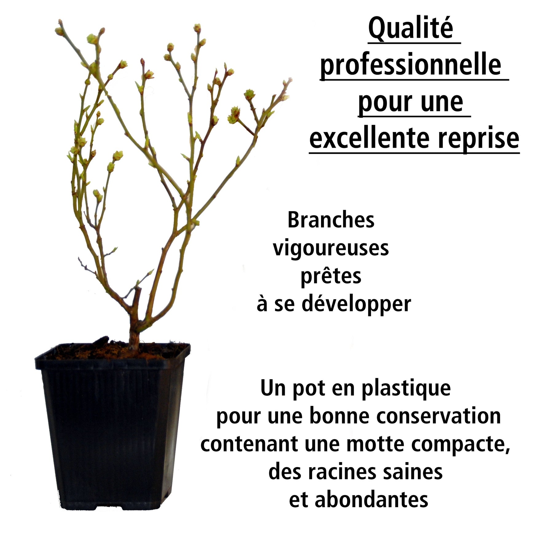 Vente 2 Myrtilles Vitaminos Extra - Vaccinium vitaminos