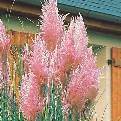 Herbe de la Pampa - 2 Herbes de la pampa roses - Cortaderia rosea