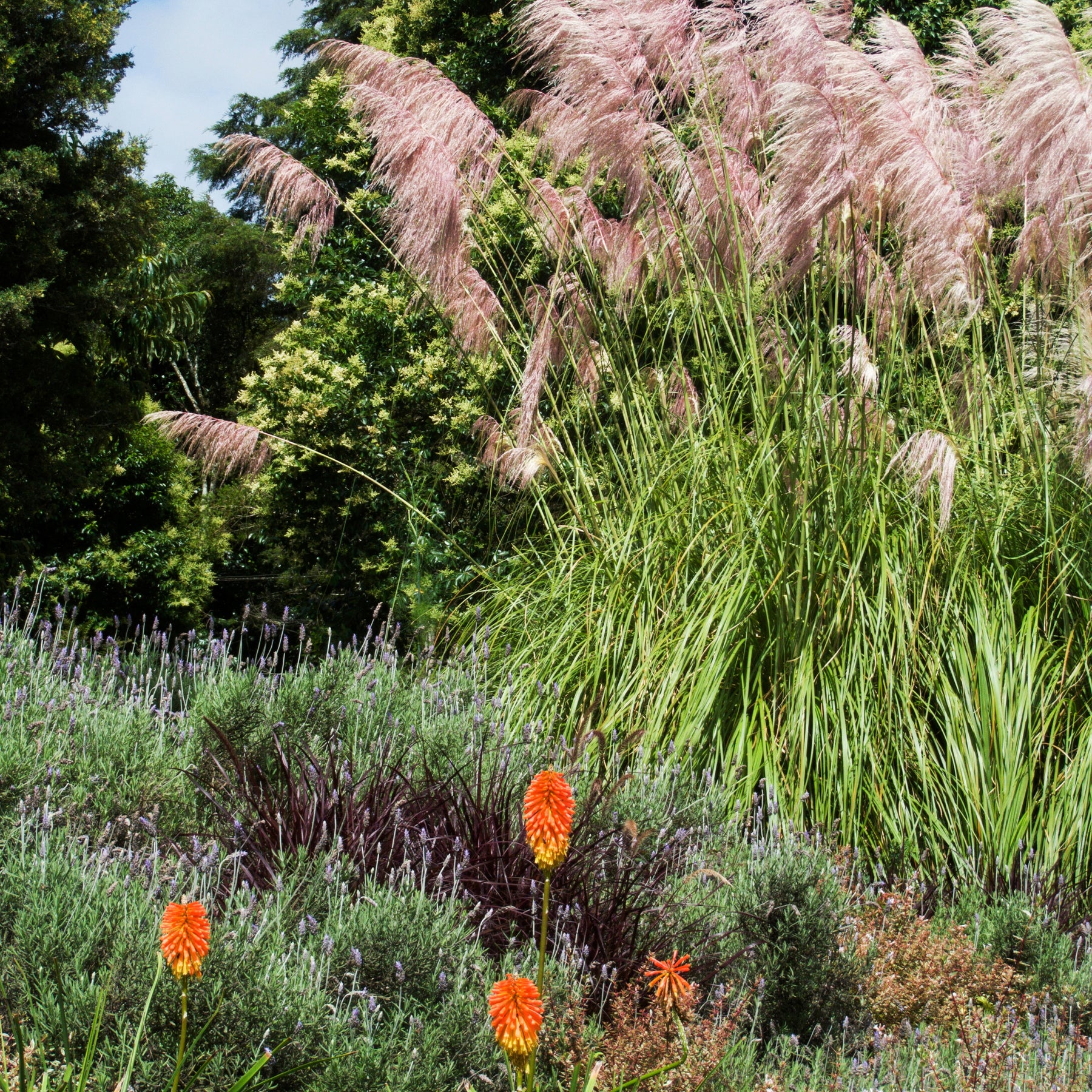 Vente 2 Herbes de la pampa roses - Cortaderia rosea