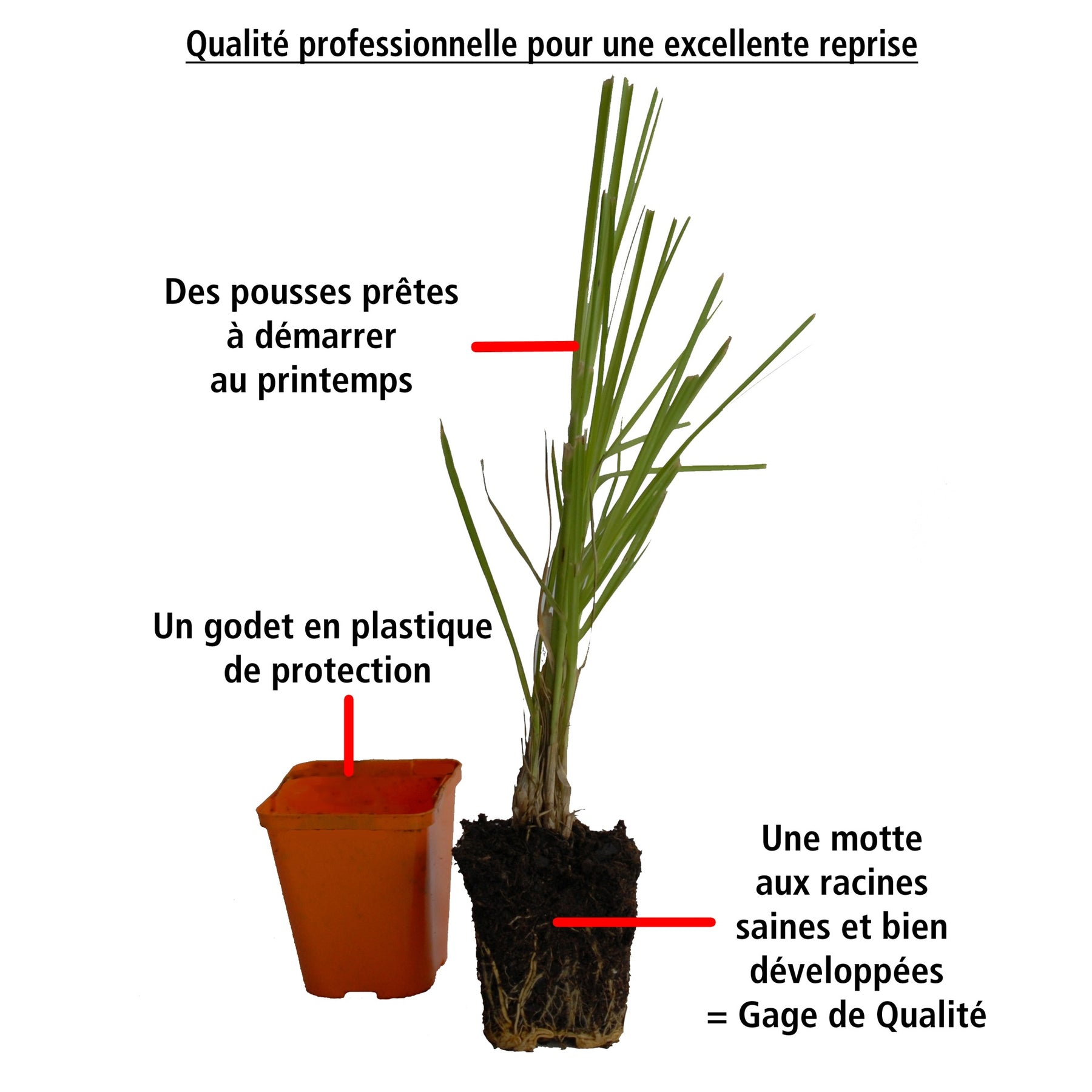 Vente 2 Herbes de la pampa roses