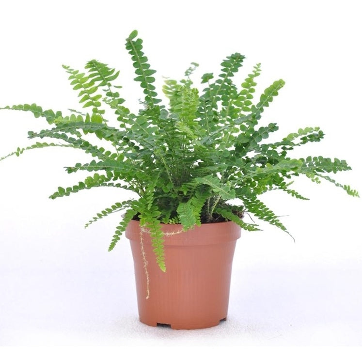 Fougère Duffi et son cache-pot blanc ELHO - Nephrolepis exaltata Duffi - Willemse