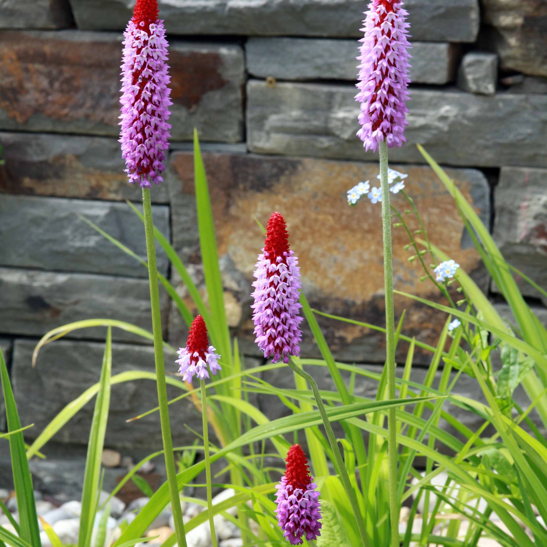 Primula vialii - 3 Primevères des marais - Primevère