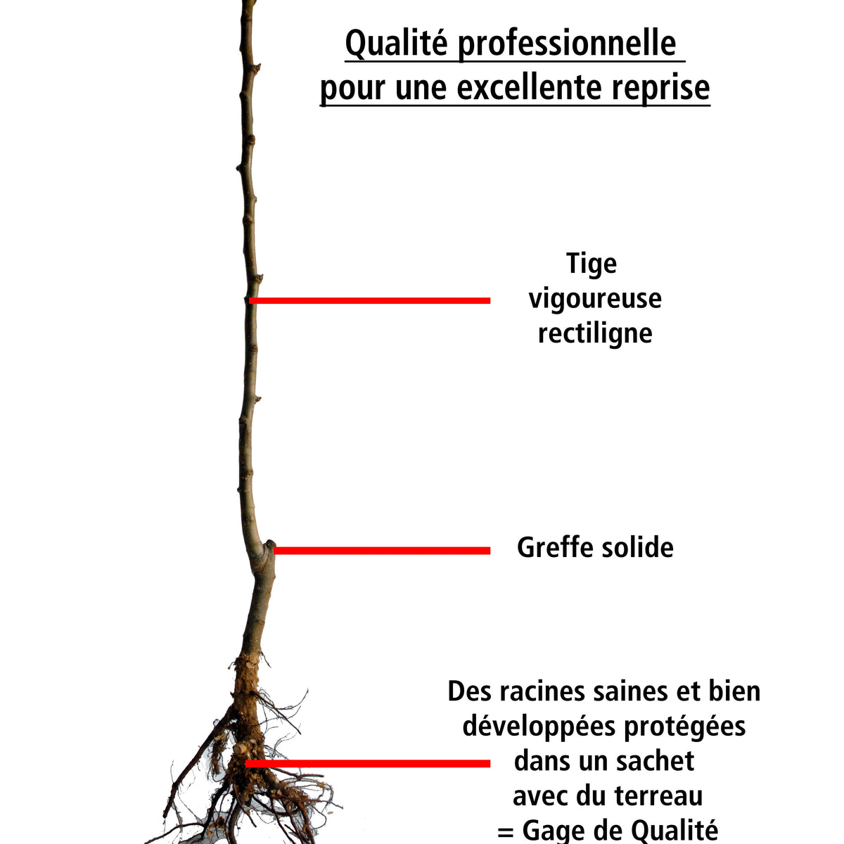 Pack cerisier bigarreau Van - Prunus cerasus van - Willemse