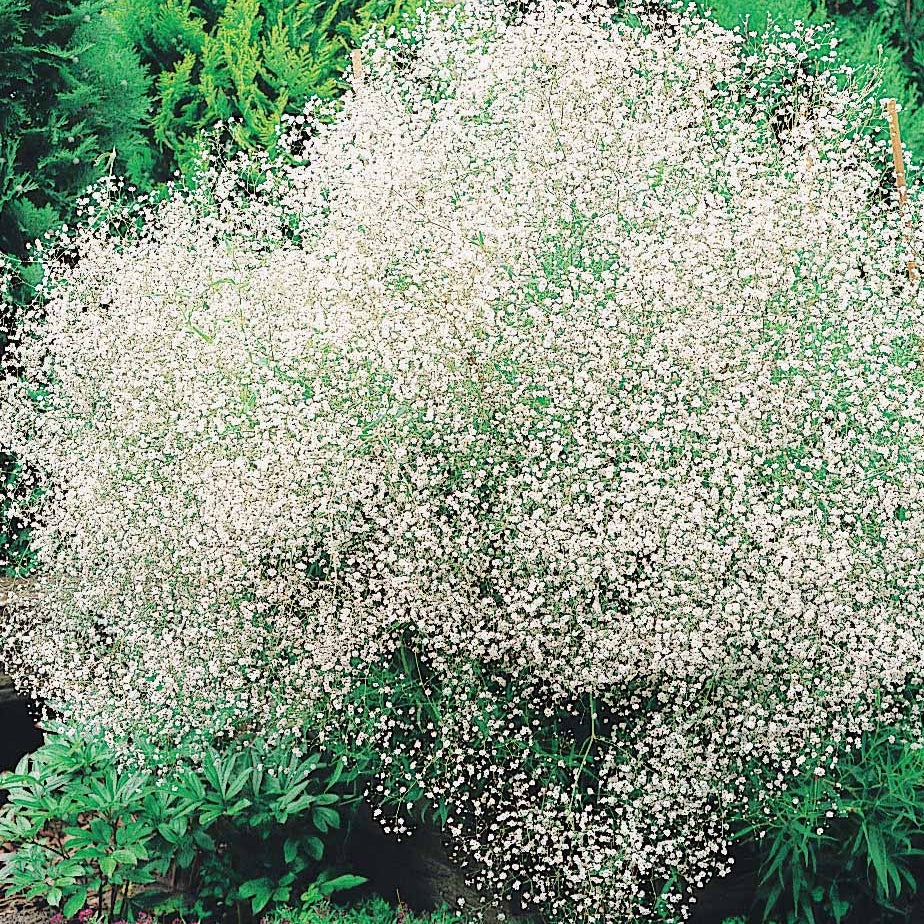 Collection de 12 plantes vivaces hautes pour bordures et bouquets - Alchemilla mollis, solidago luteus, asclepia incarnata, gypsophila - Willemse