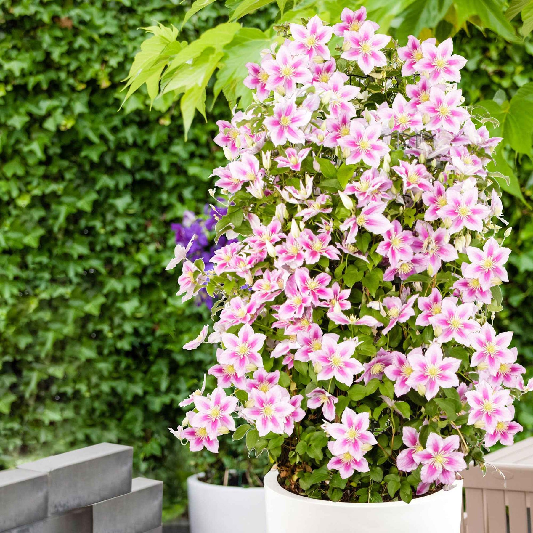 Lonicera heckrottii American Beauty, Clematis patens Piilu, Parthenocissus tricuspidata Veitchii - Collection de 3 grimpantes : chèvrefeuille, clématite, vigne vierge - Collections de plantes grimpantes