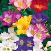 25 Freesias à fleurs simples en mélange - Willemse