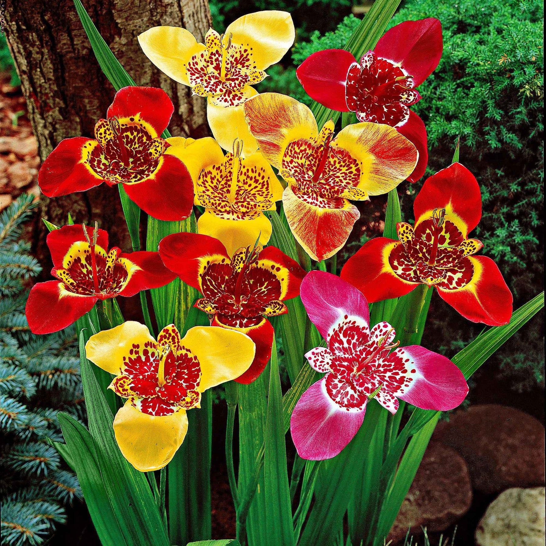 Tigridia pavonia - Oeils de paon en mélange - Bulbes à fleurs