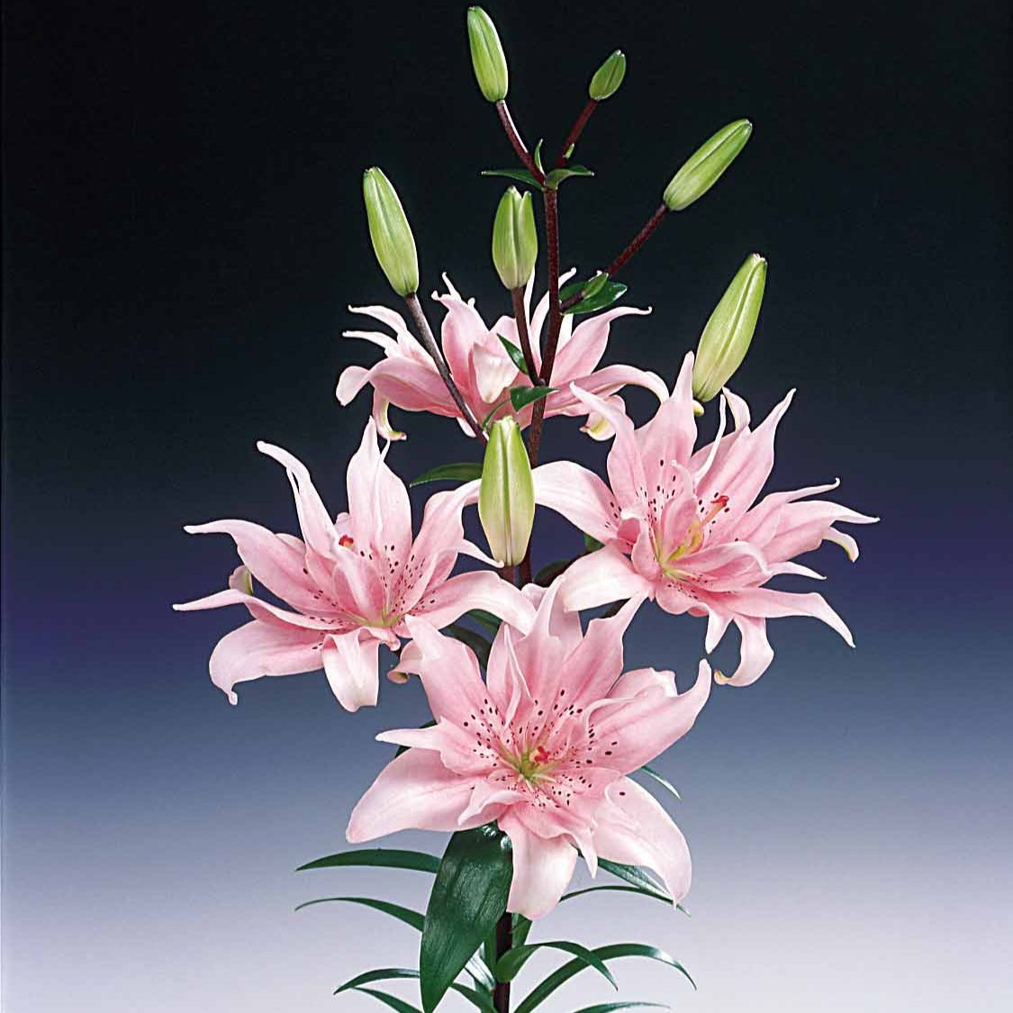 Lilium elodie - 3 Lis asiatique à fleurs doubles Elodie - Lis - Lys