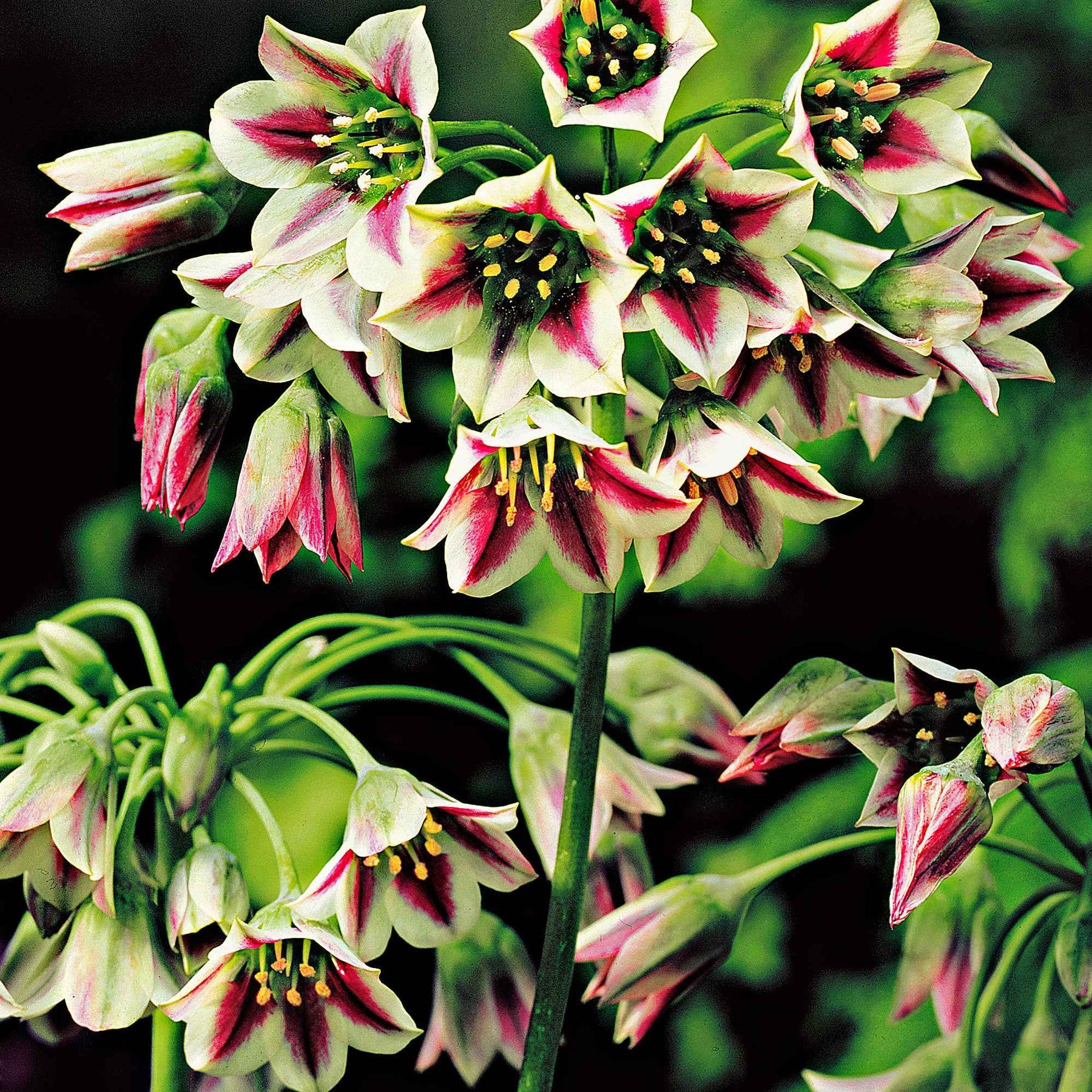 Vente 15 Alliums de Bulgarie - Allium bulgaricum