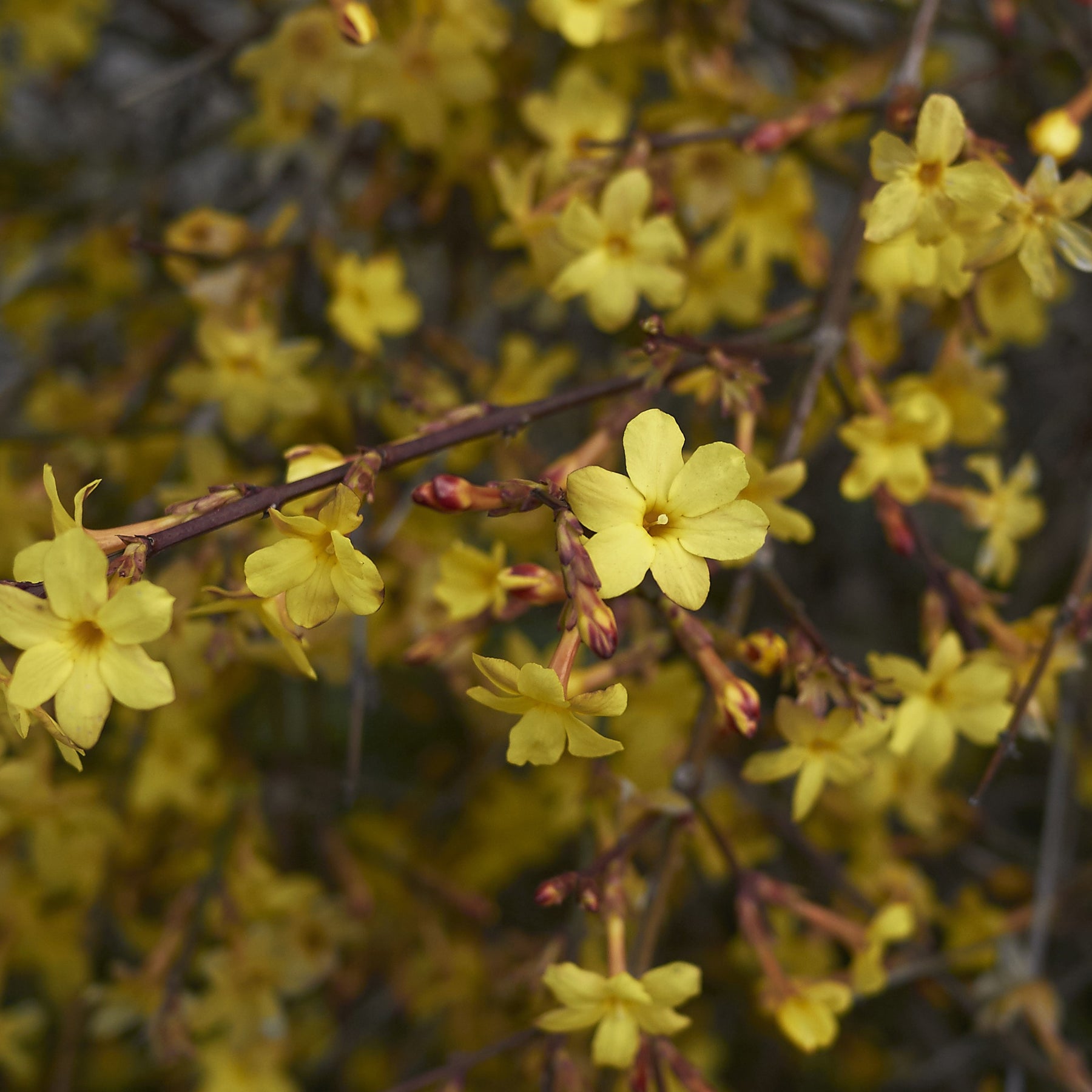 Vente Jasmin d'hiver - Jasminum nudiflorum