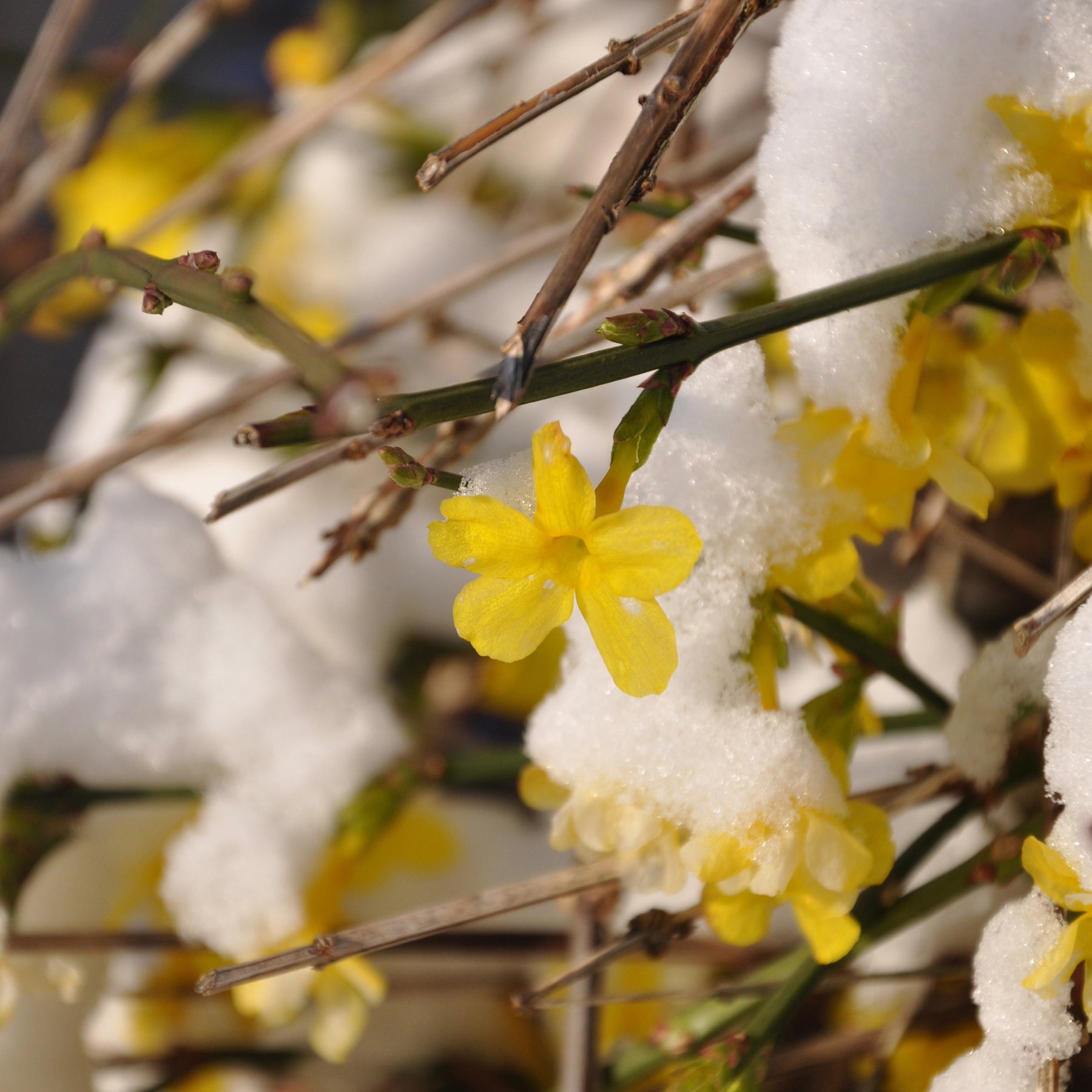 Jasmin d'hiver - Jasmins - Willemse