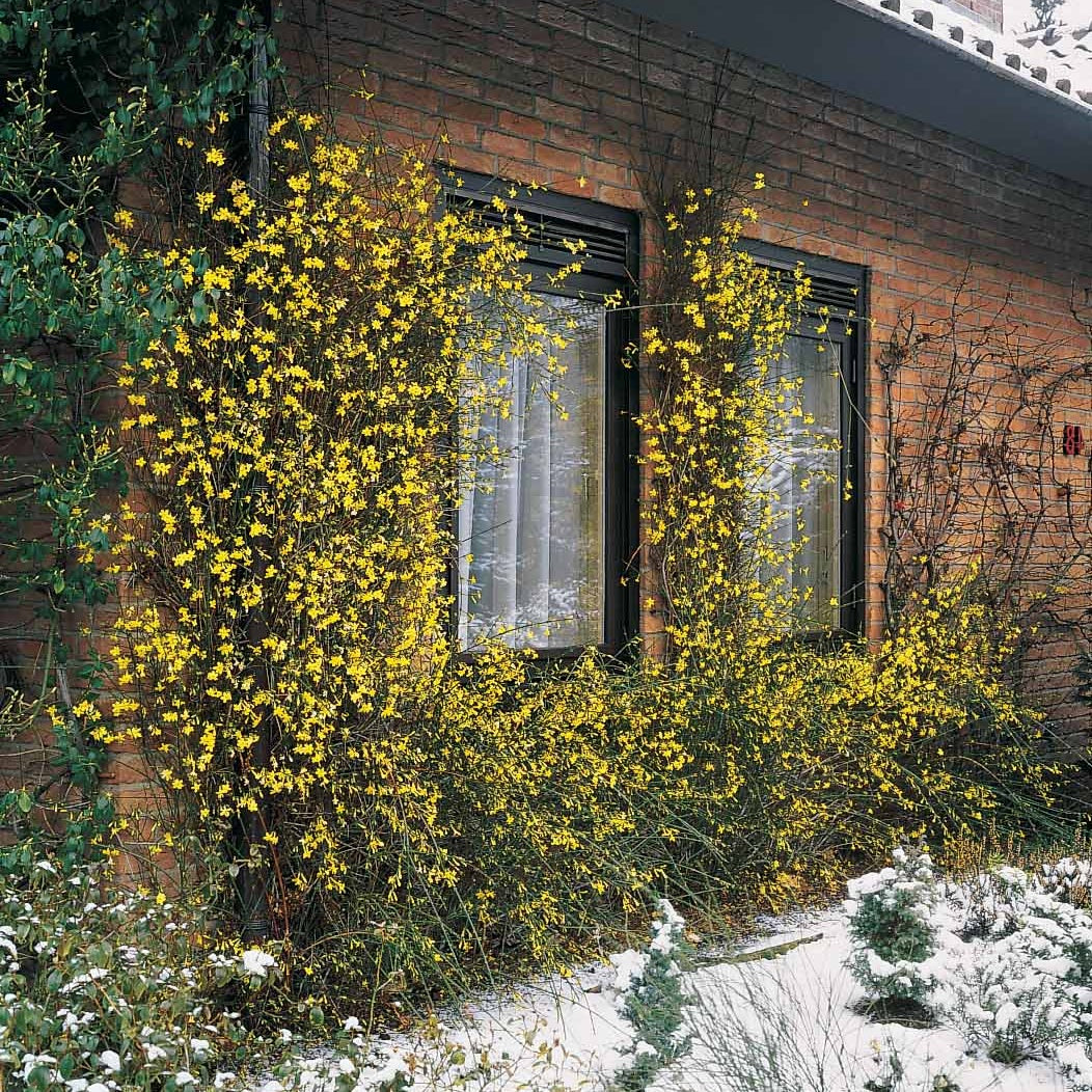 Vente Jasmin d'hiver