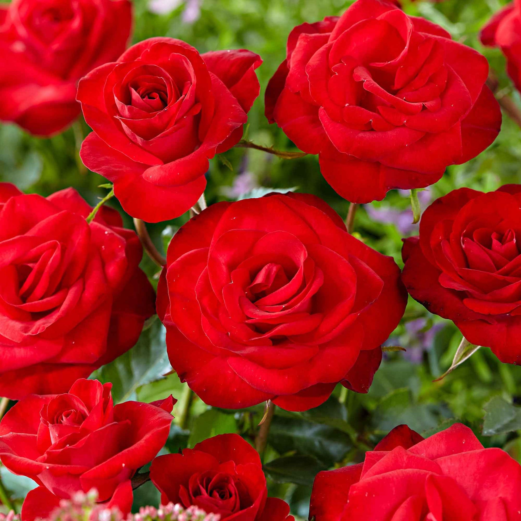 Rosa santana ® - Rosier grimpant Santana ® - Rosiers grimpants