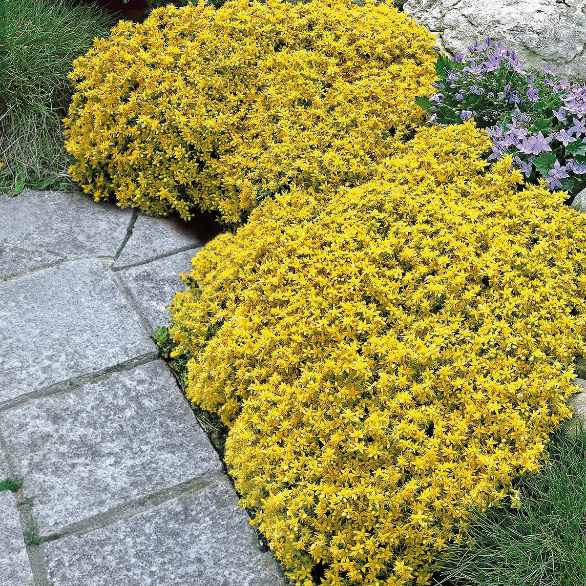 2 Sedum acre - Poivre des murailles - Sedum acre - Willemse