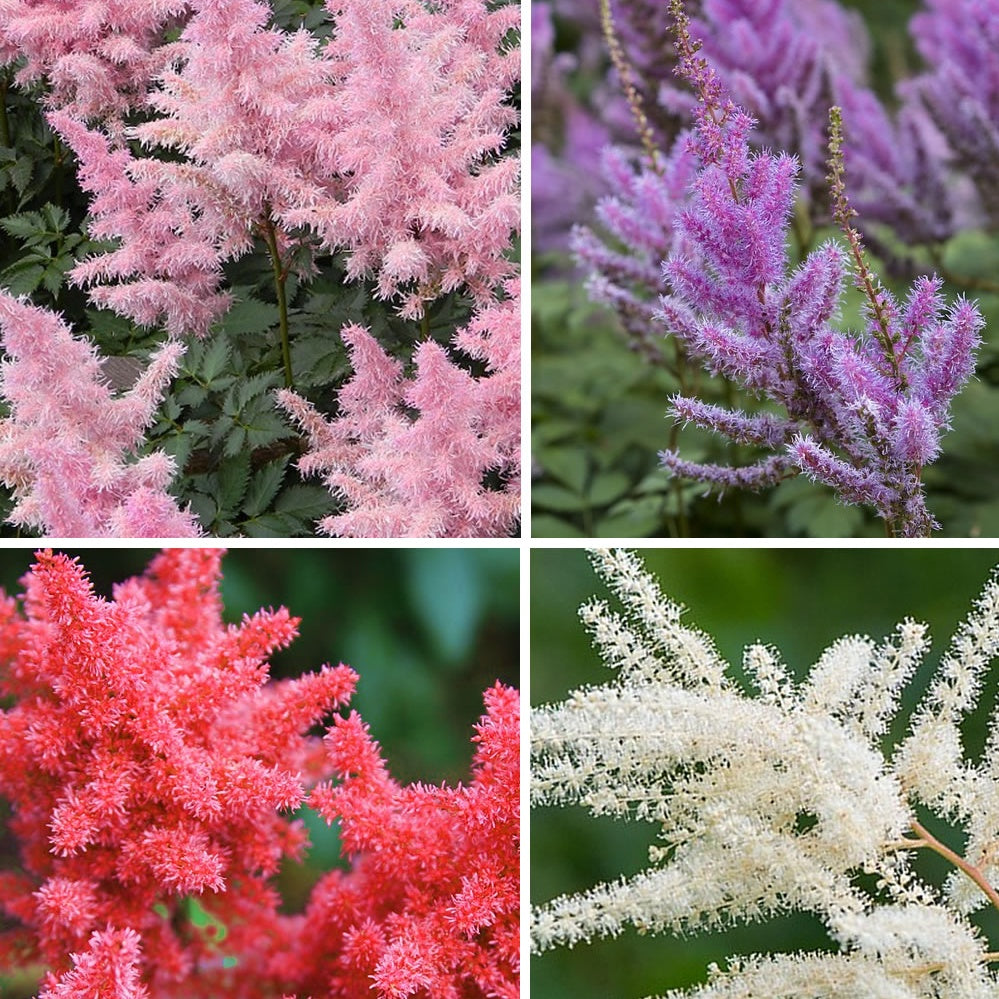 4 Astilbes en mélange - Astilbe - Willemse