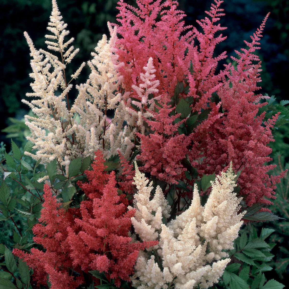 4 Astilbes en mélange - Astilbe - Willemse