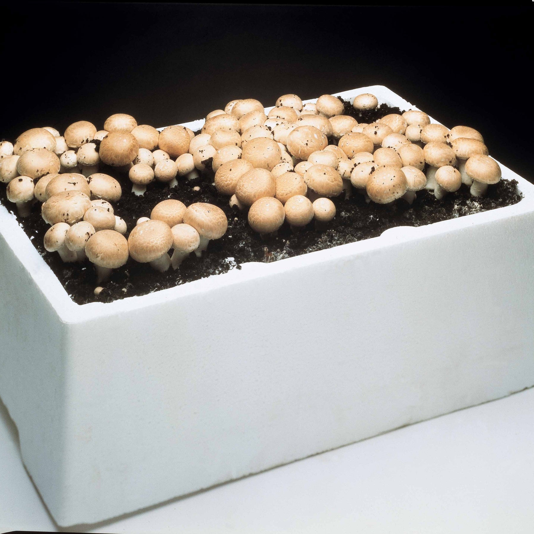 Kit champignon brun de Paris - Agaricus bisporus avellaneus - Willemse