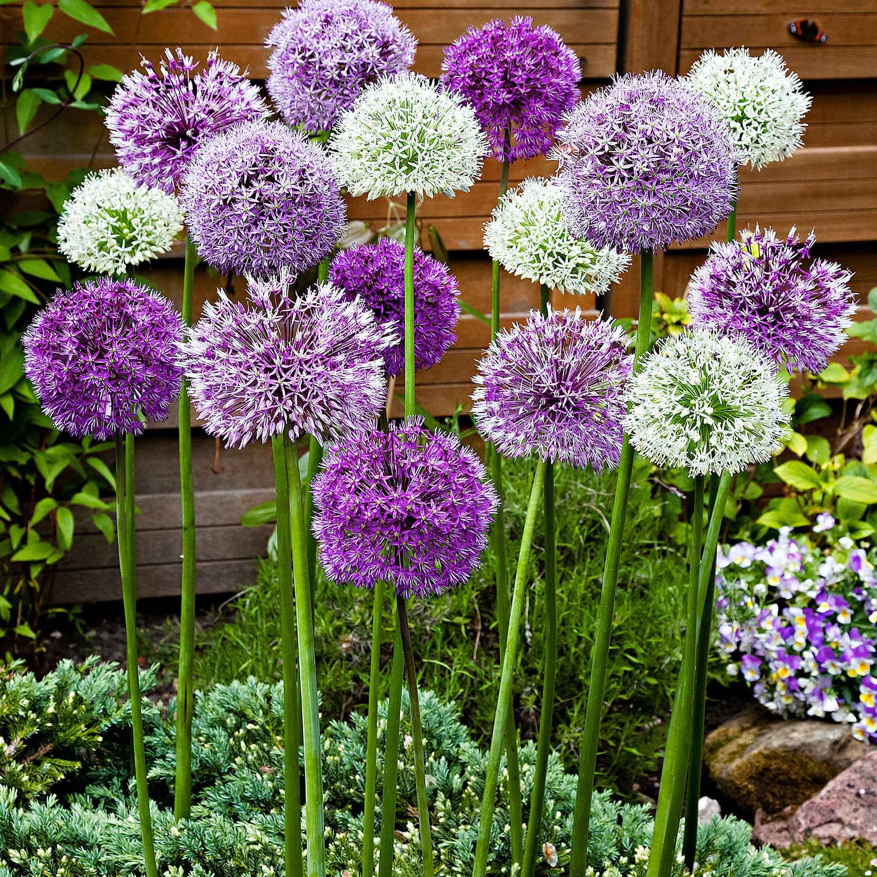 10 Alliums d'ornements en mélange - Willemse