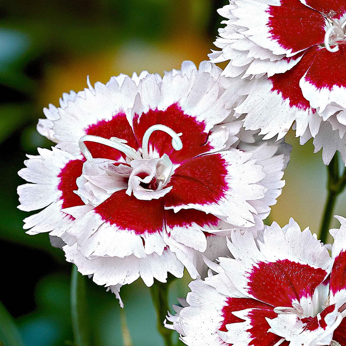 3 Œillets mignardise Alice - Dianthus allwoodii 'alice' - Plantes vivaces