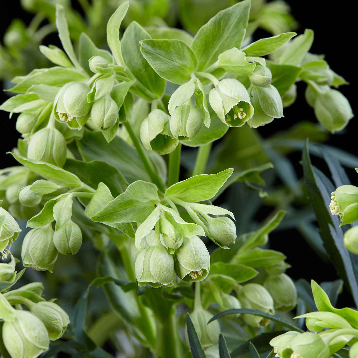 Hellébore fétide Wester Flisk - Helleborus foetidus Wester Flisk - Willemse
