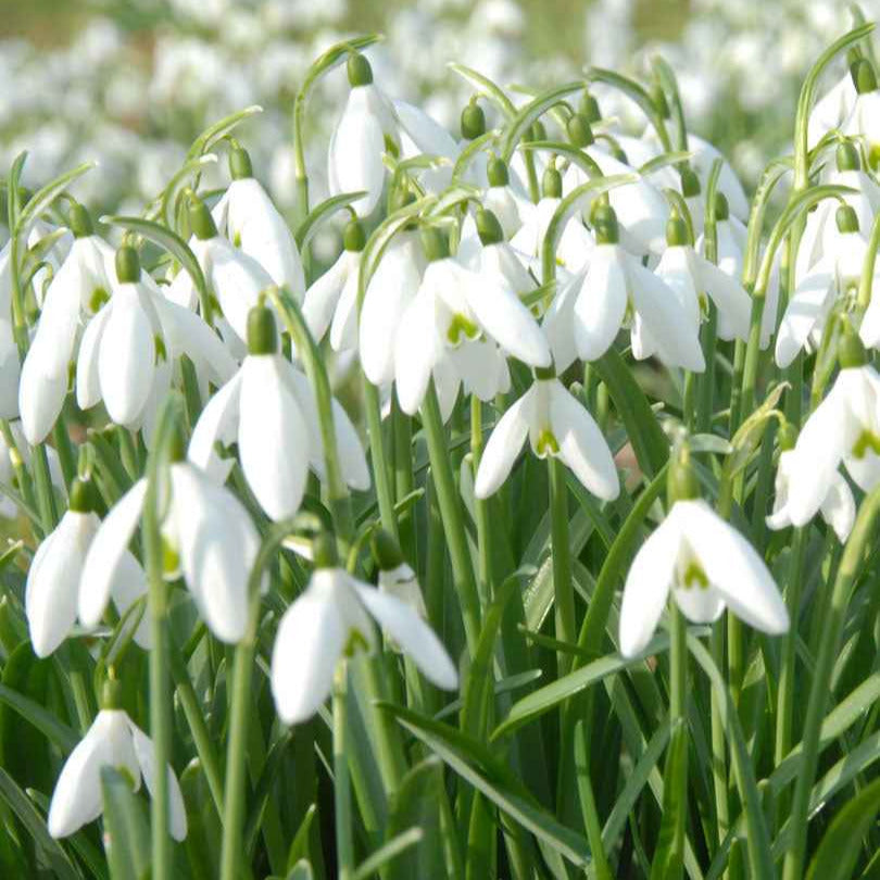 25 Perce-neige simples - Willemse