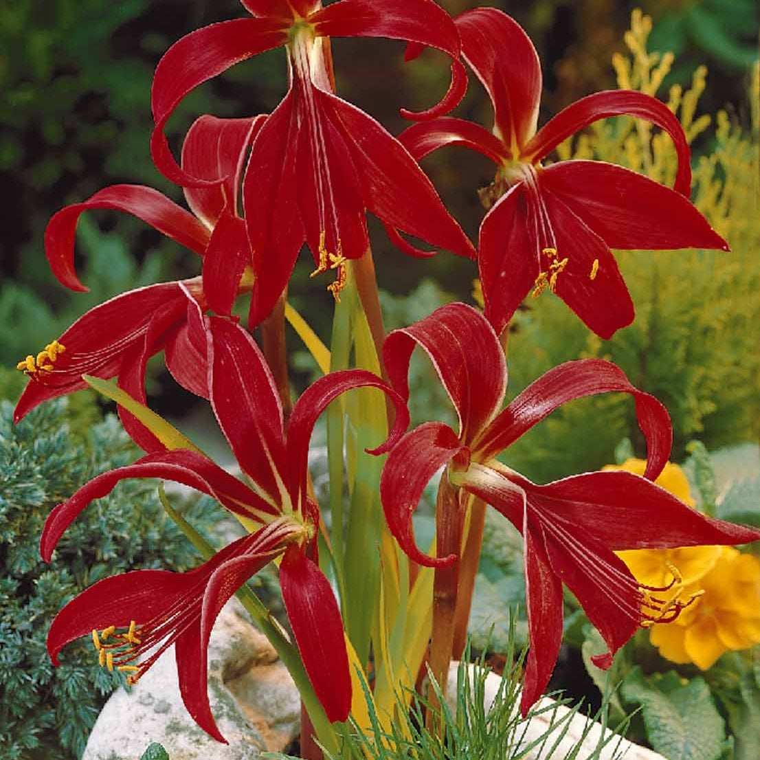 2 Lis de St Jacques - Sprekelia formosissima