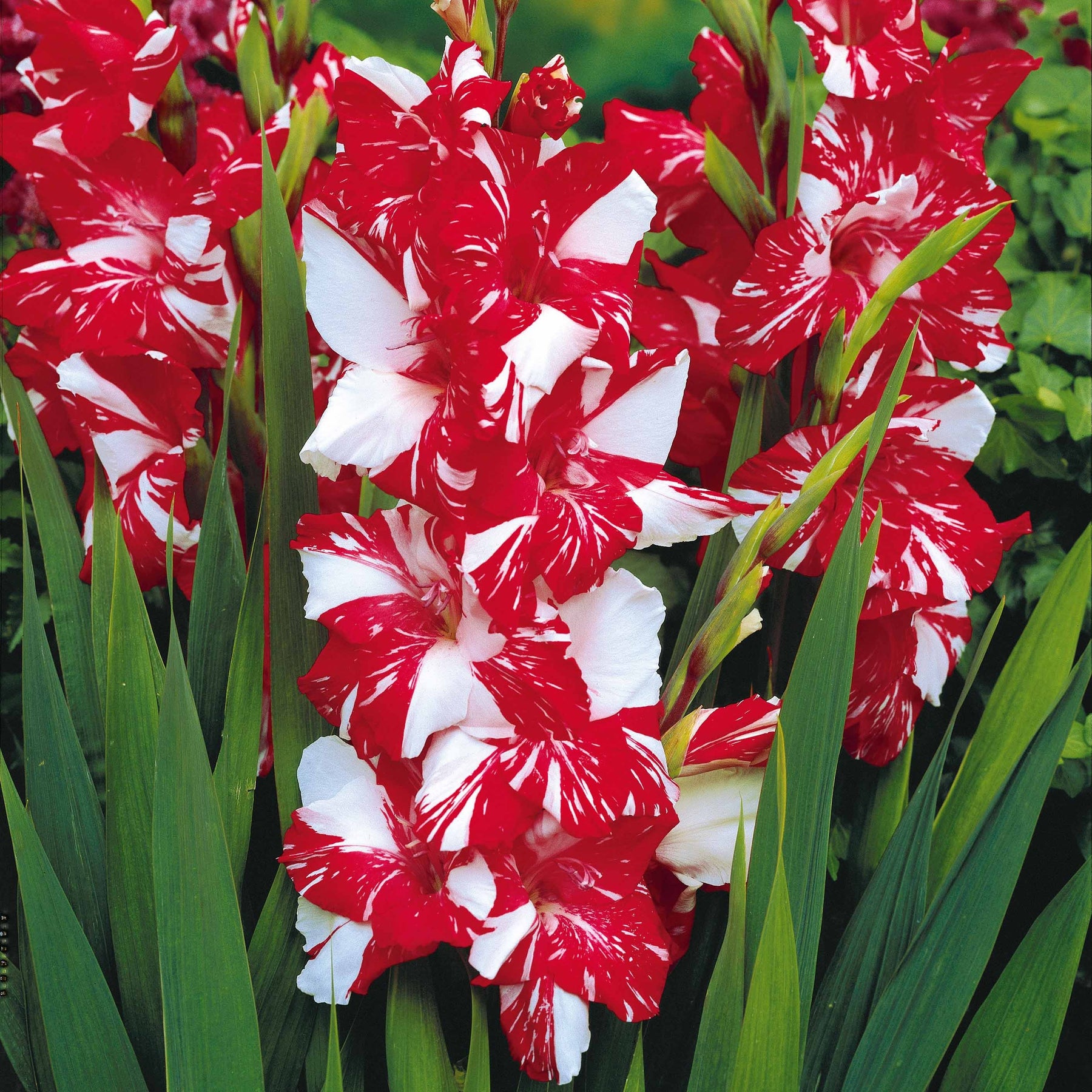Gladiolus 'zizanie', 'stéréo', 'belle de nuit', 'p - Collection de 50 Glaïeuls - Glaïeul