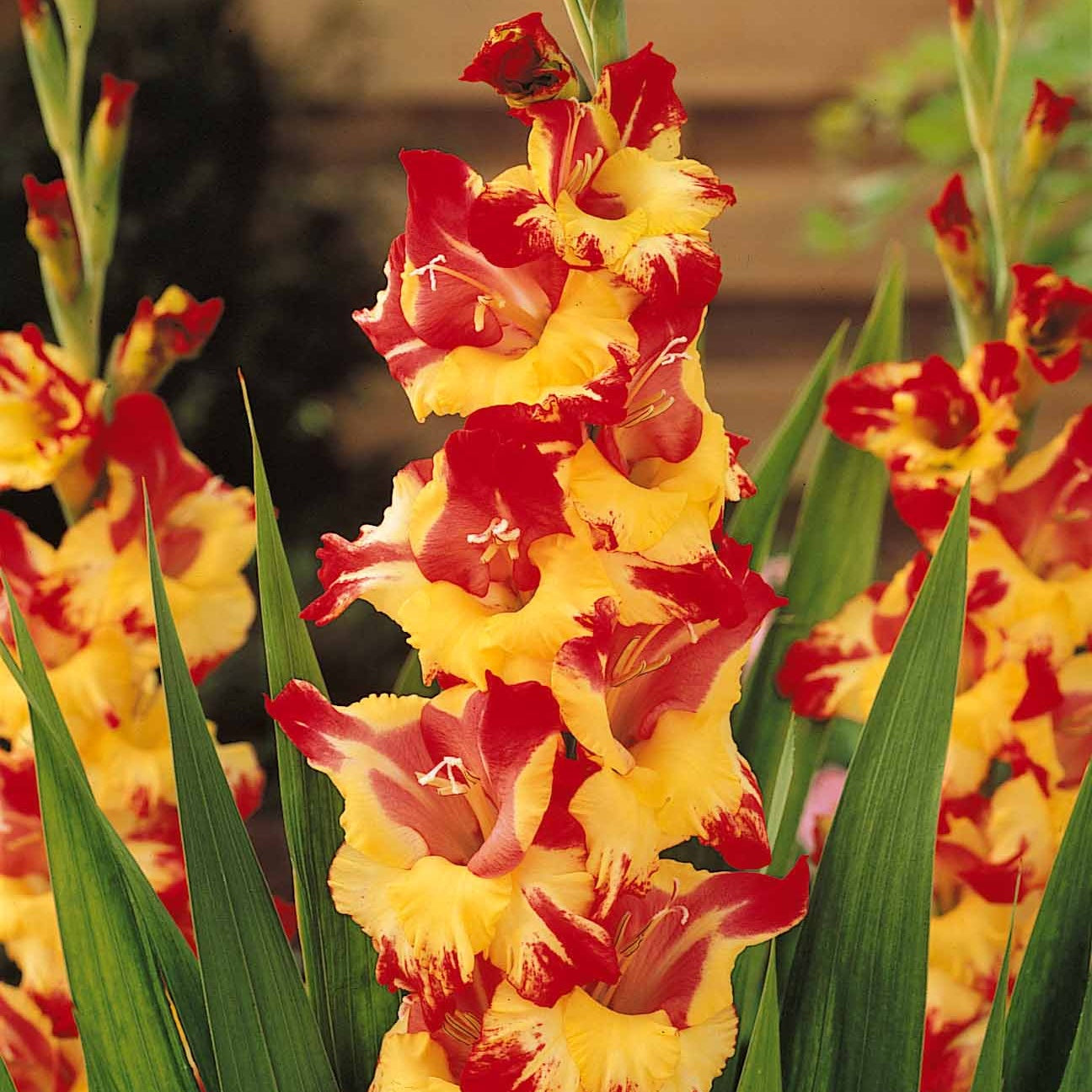 Vente Collection de 50 Glaïeuls - Gladiolus 'zizanie', 'stéréo', 'belle de nuit', 'p