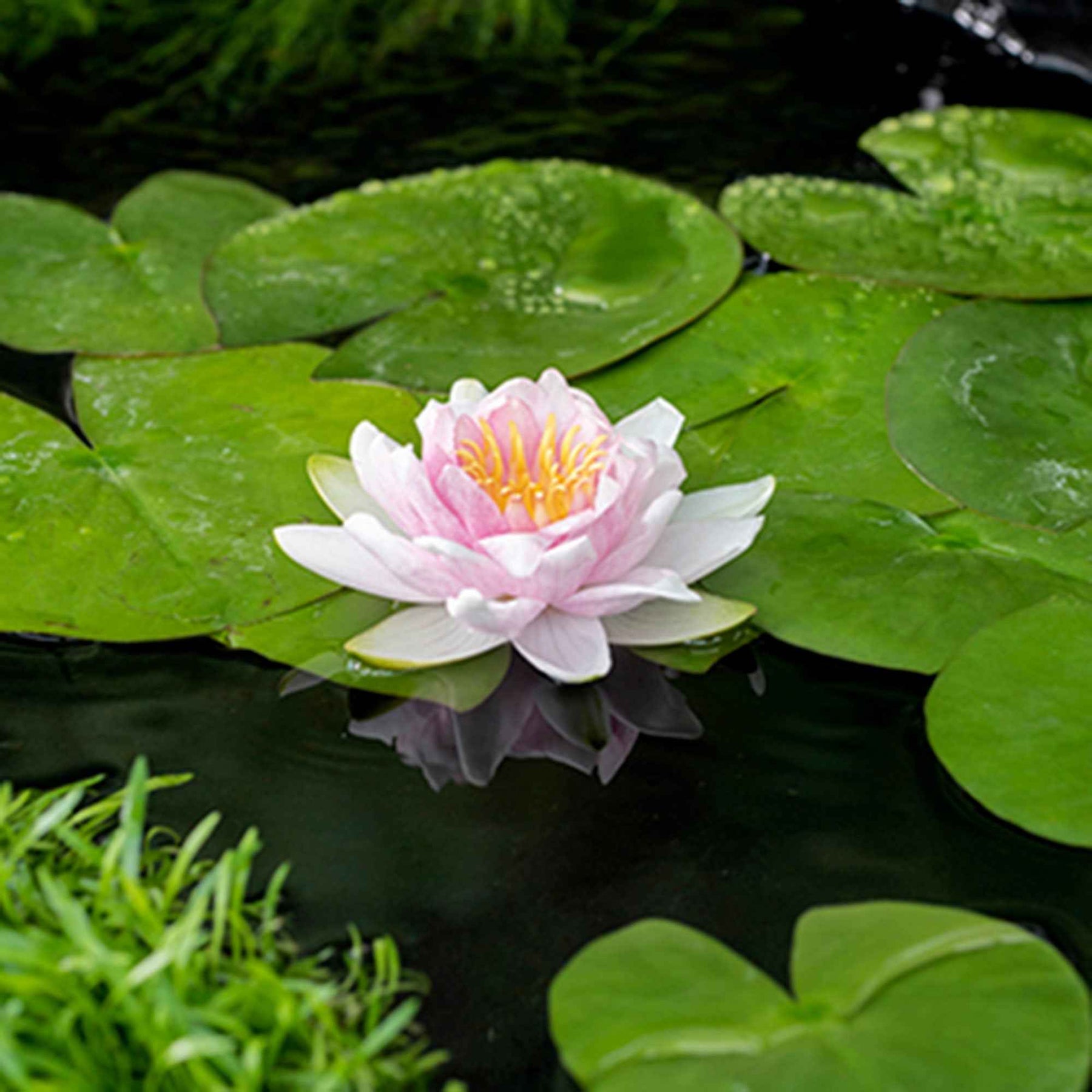 Nénuphar Hollandia - Nymphaea 'Hollandia' - Willemse