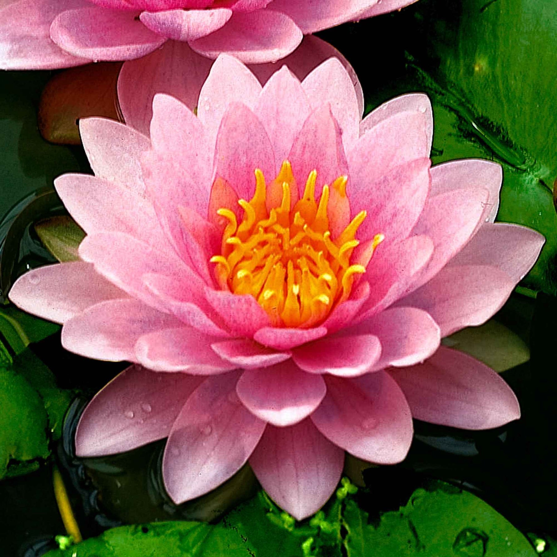 Nymphaea 'Hollandia' - Nénuphar Hollandia - Nénuphars
