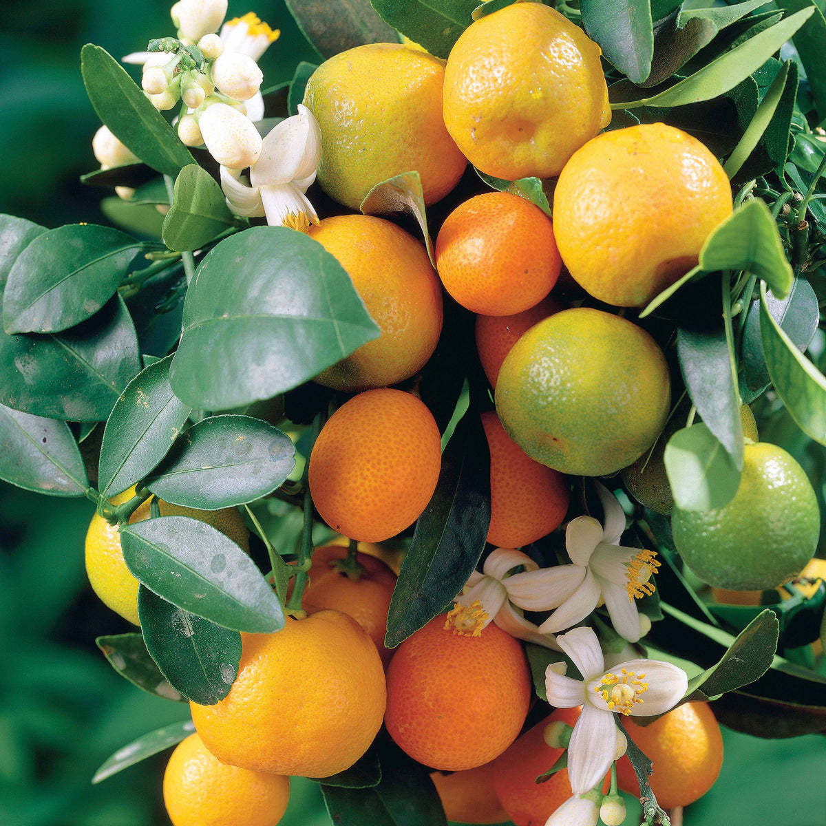 Mandarinier - Citrus reticulata