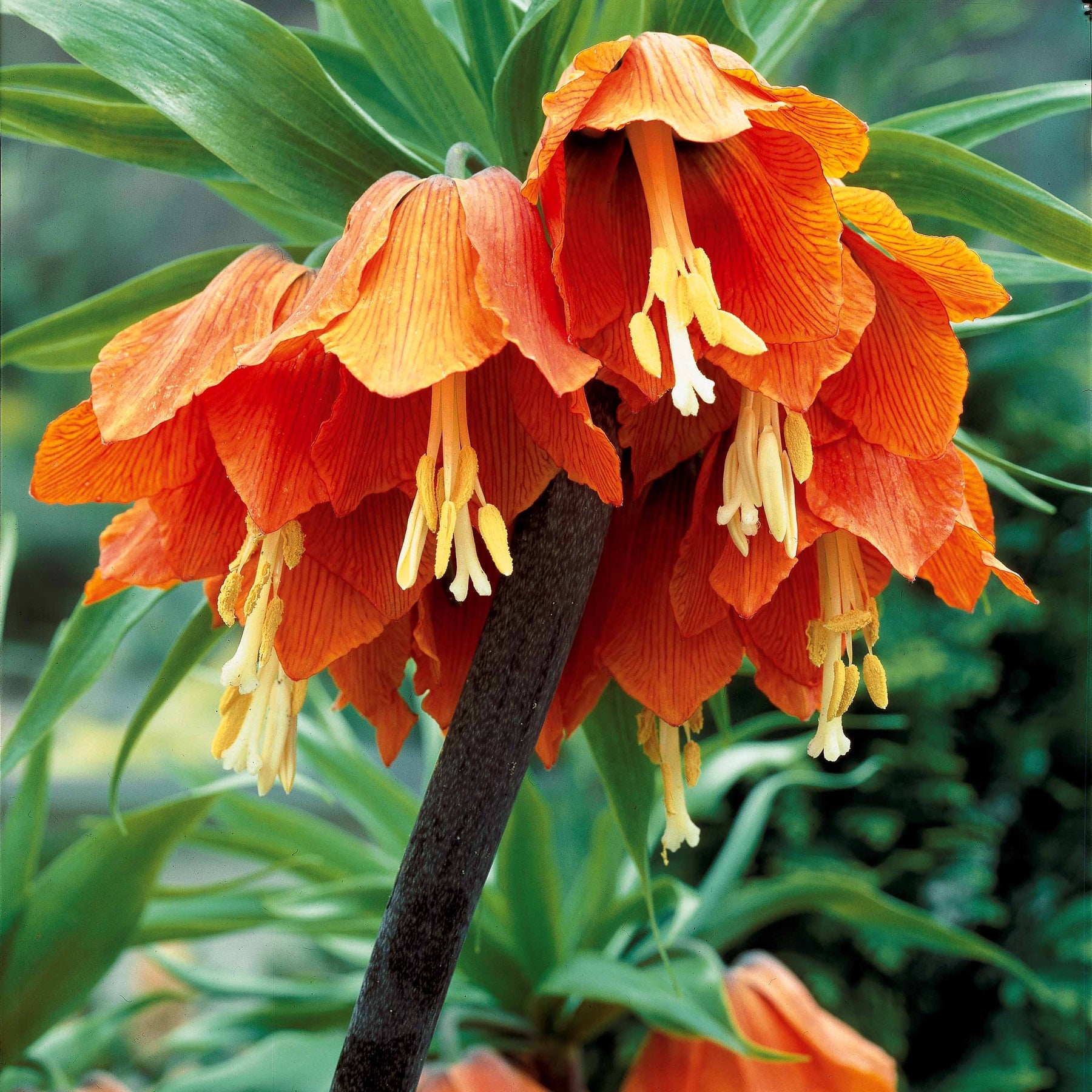 Couronne impériale orange - Fritillaria imperialis - Willemse