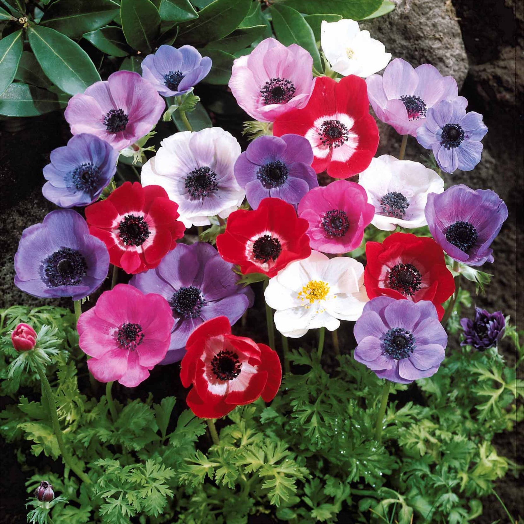 Anemone coronaria de Caen - Anémones de Caen en mélange - Anémone