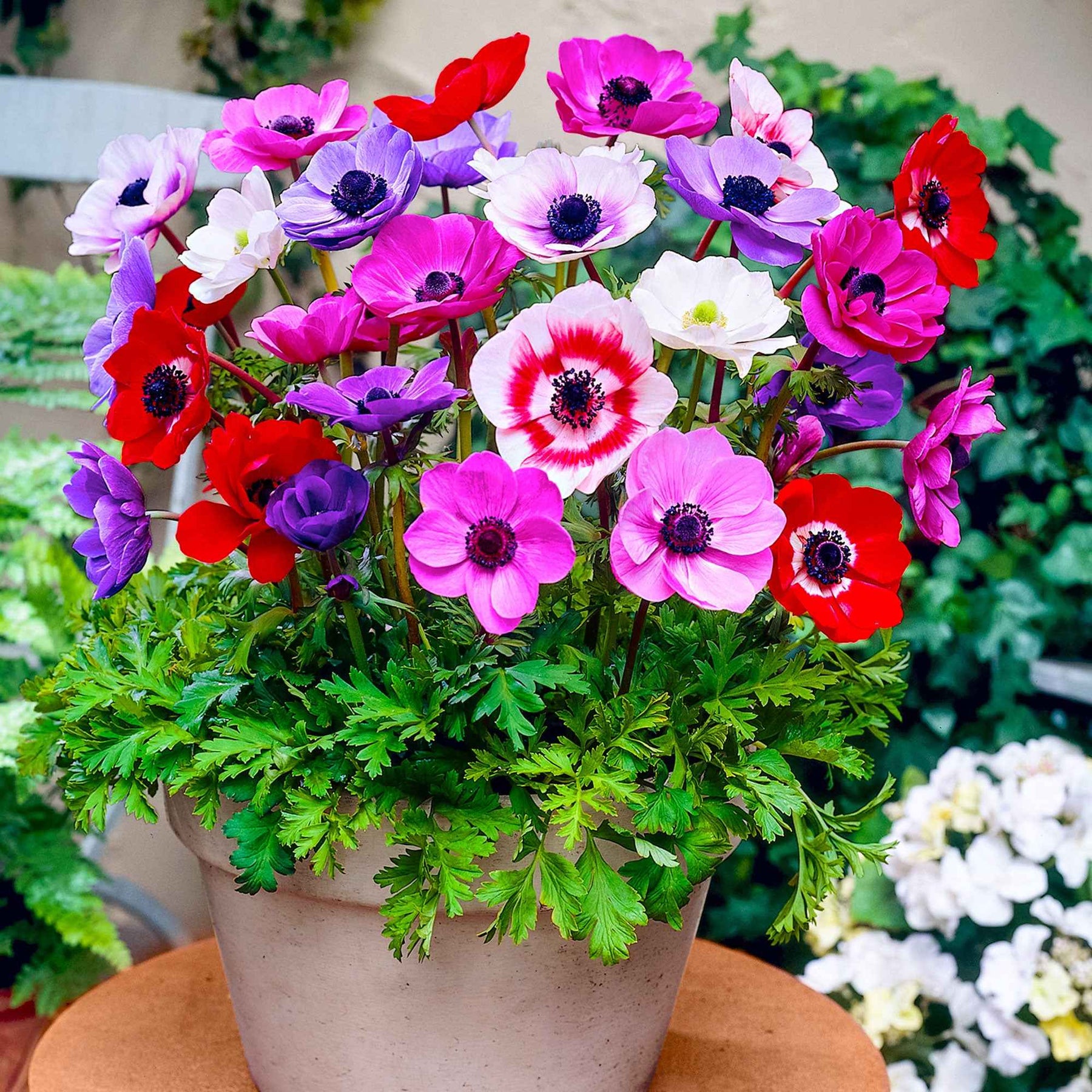 Anémone - Anémones de Caen en mélange - Anemone coronaria de Caen
