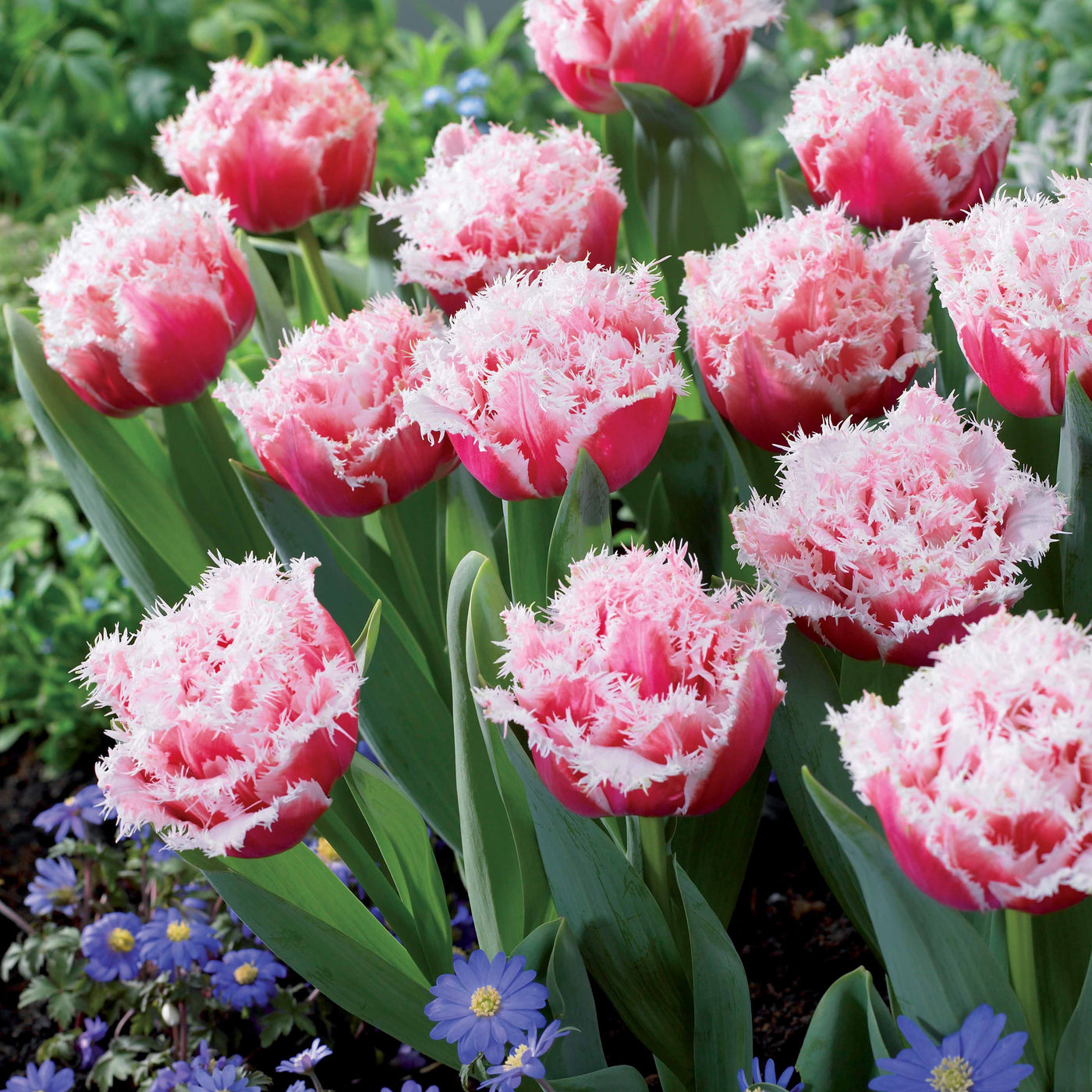 5 Tulipes doubles frangées Queensland - Willemse