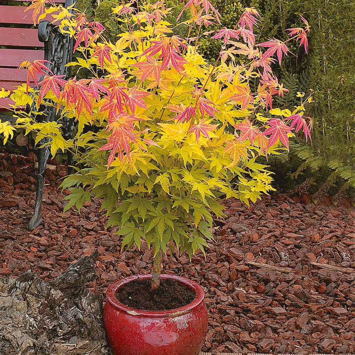 Erable du Japon Rêve orange - Acer palmatum orange dream - Willemse