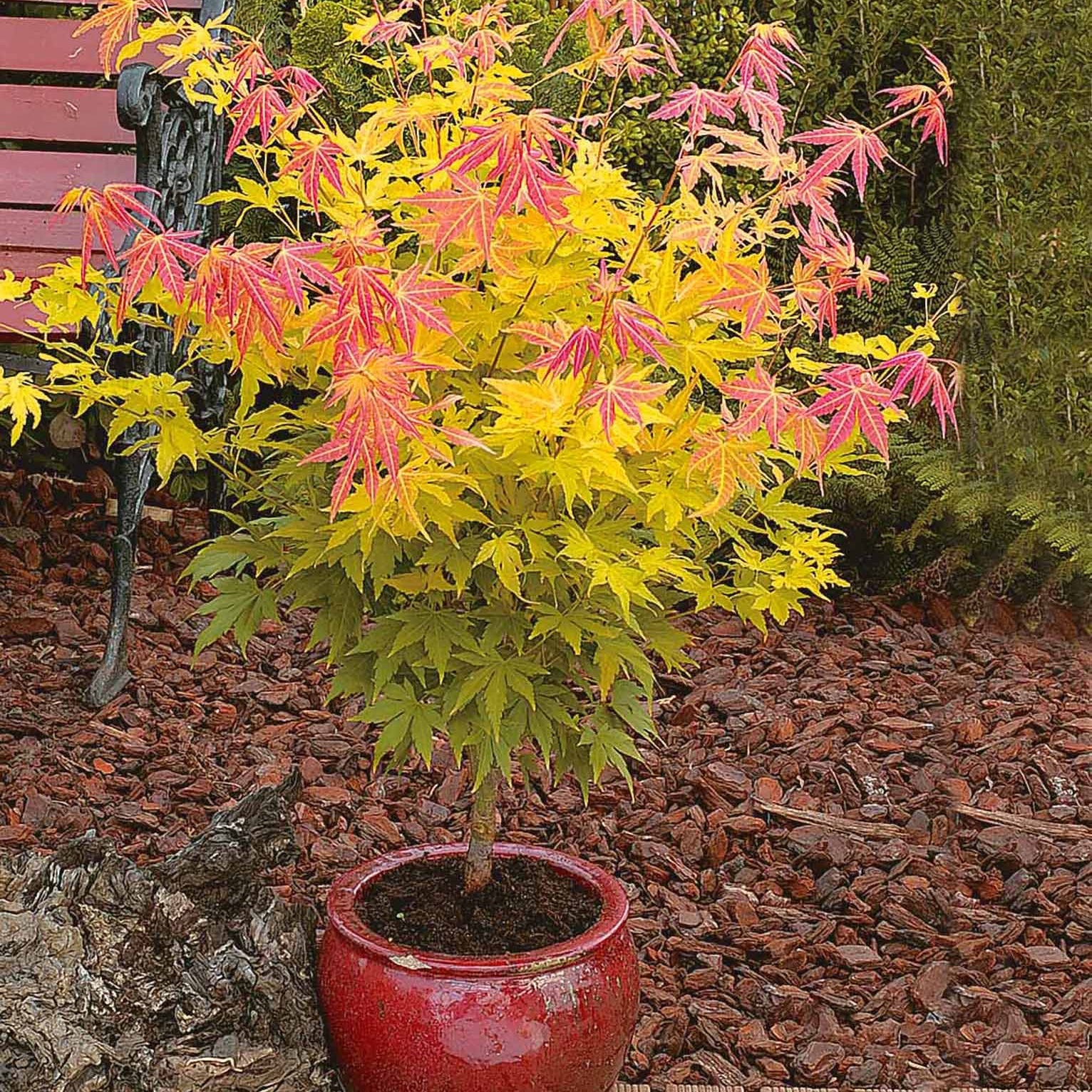 Erable du Japon Rêve orange