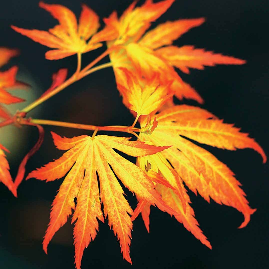 Erable du Japon Rêve orange