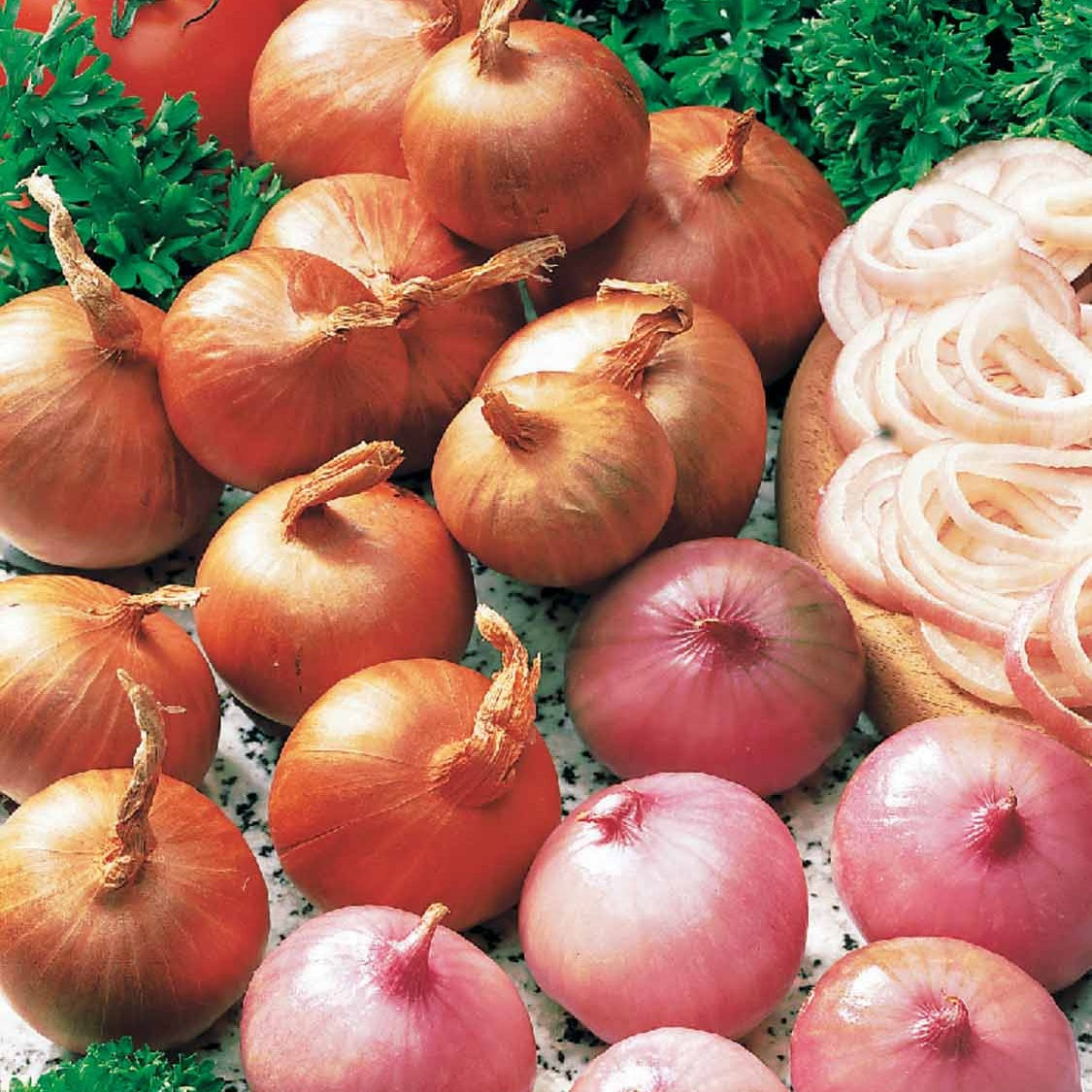 Echalote rouge Red sun - Allium ascalonicum red sun - Willemse