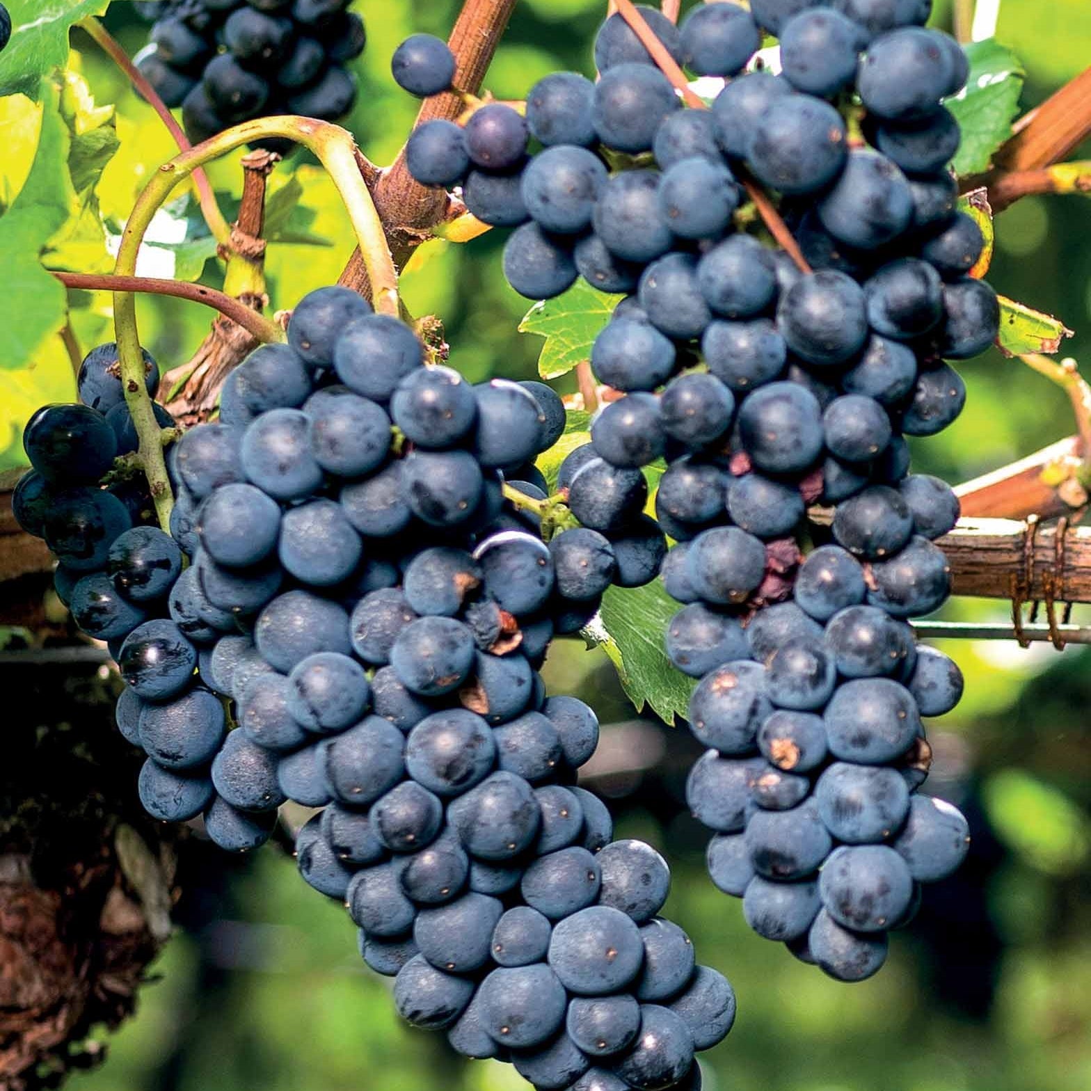 Vigne Boskoop Glory - Willemse
