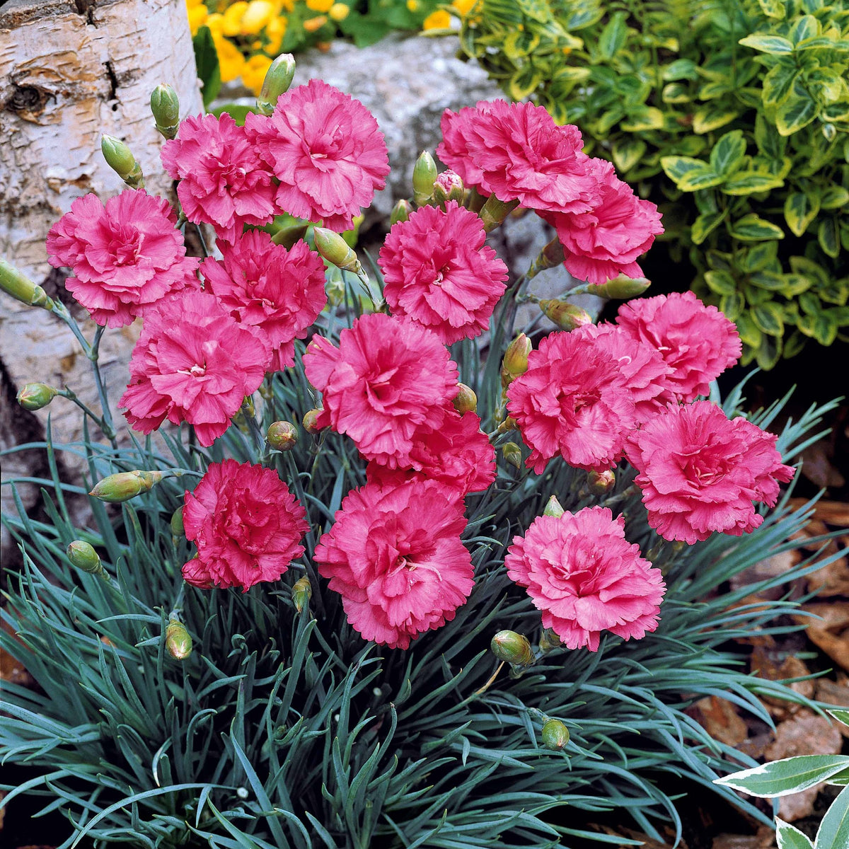 2 Œillets nains roses Fortuna - Dianthus plumarius roseus - Willemse