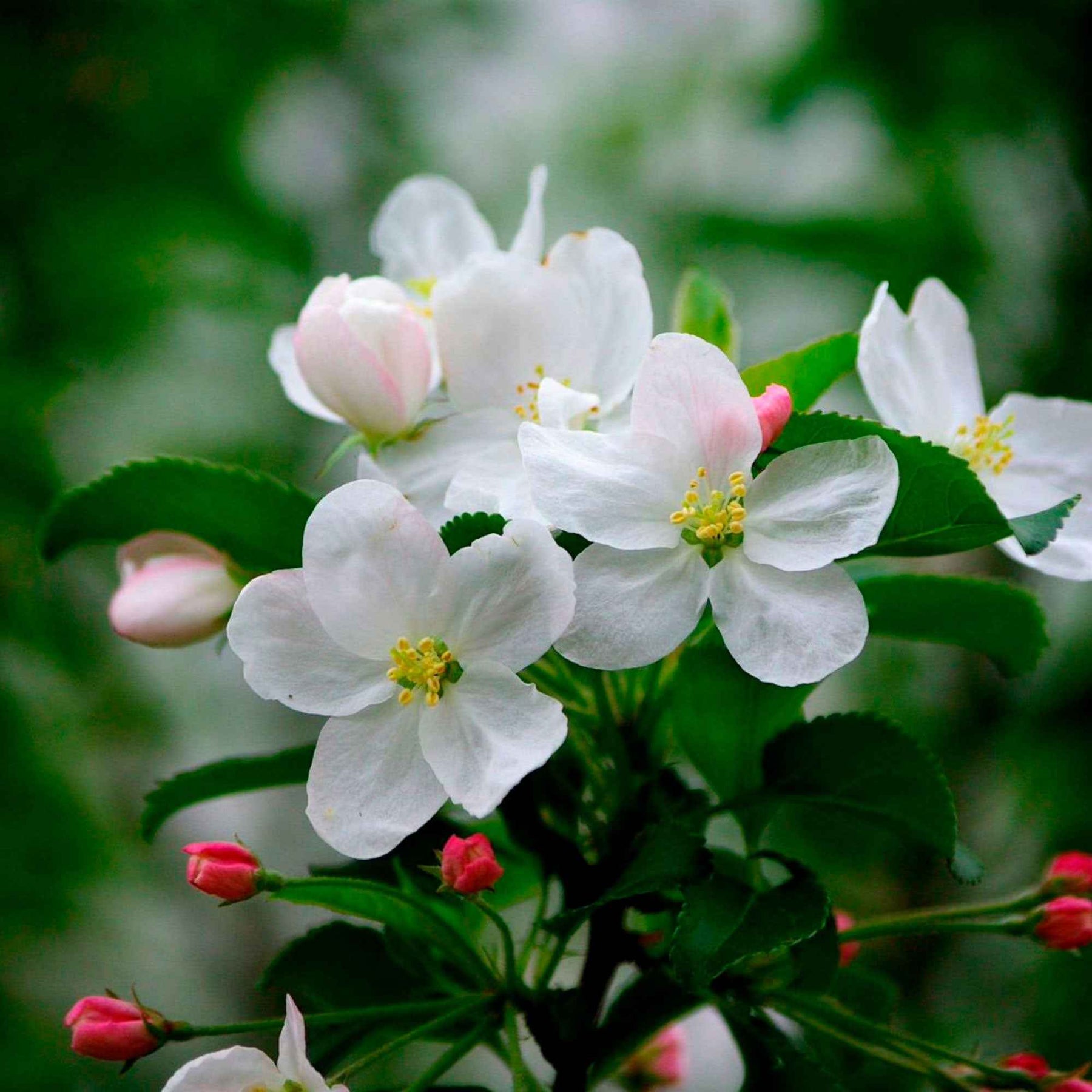 Malus domestica Jonagored, Golden Delicious, Elstar - Pommier sur tige 3 variétés en 1 - Collections de fruitiers