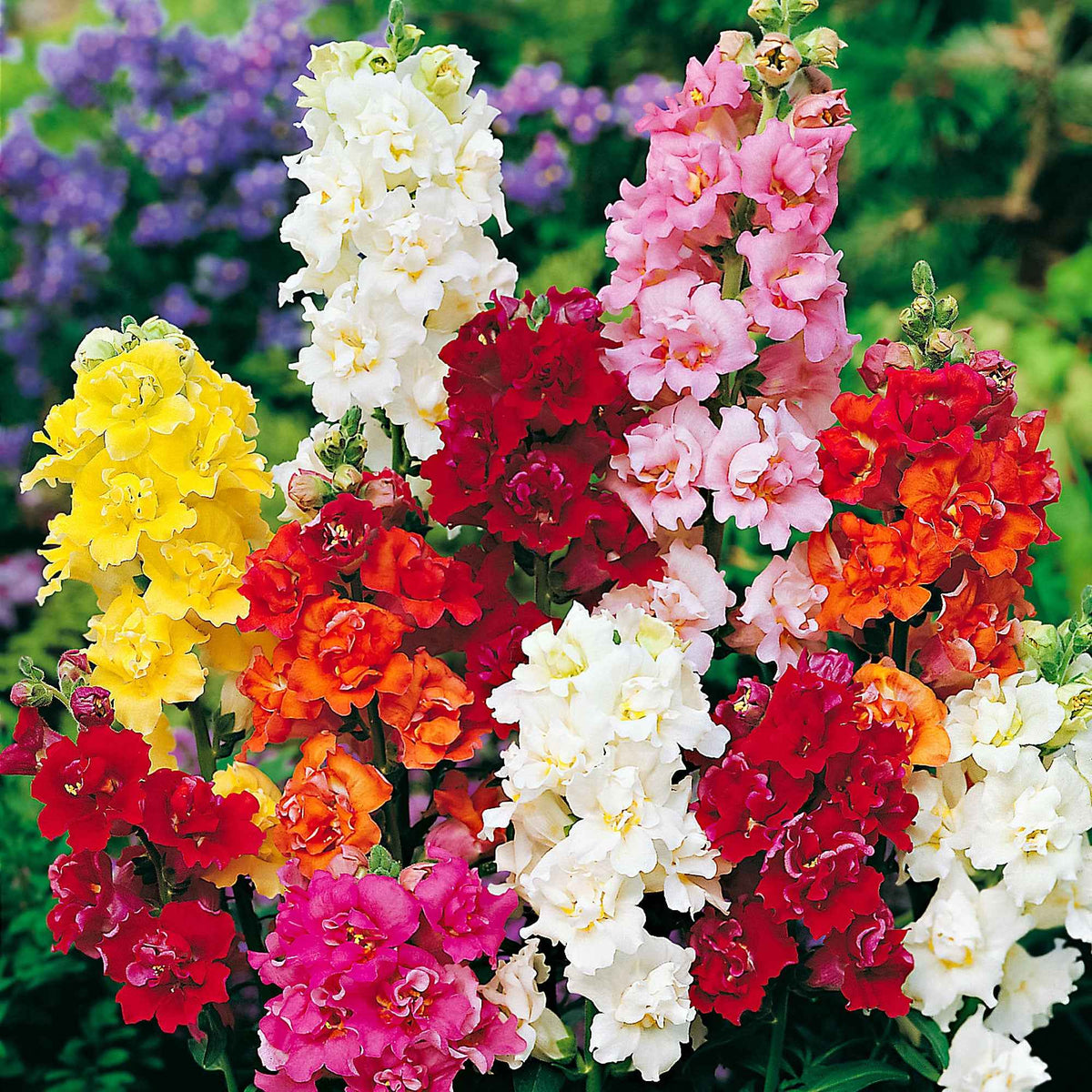 Muflier Majestic en mélange - Antirrhinum majus - Willemse