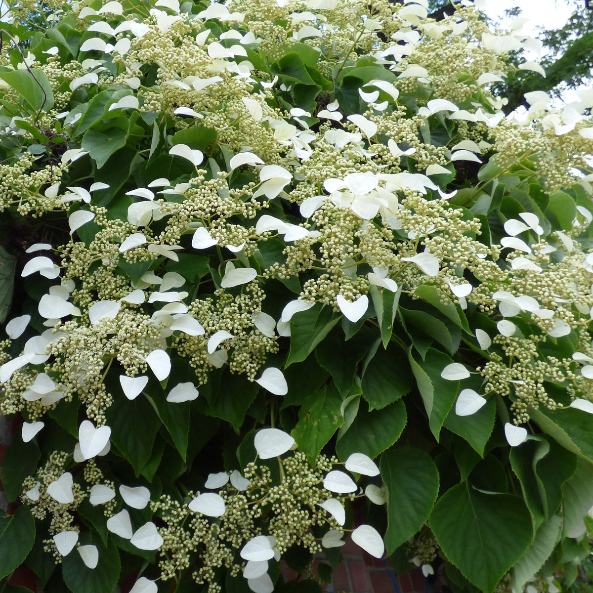 Hortensia grimpant - Hydrangea anomala petiolaris - Willemse