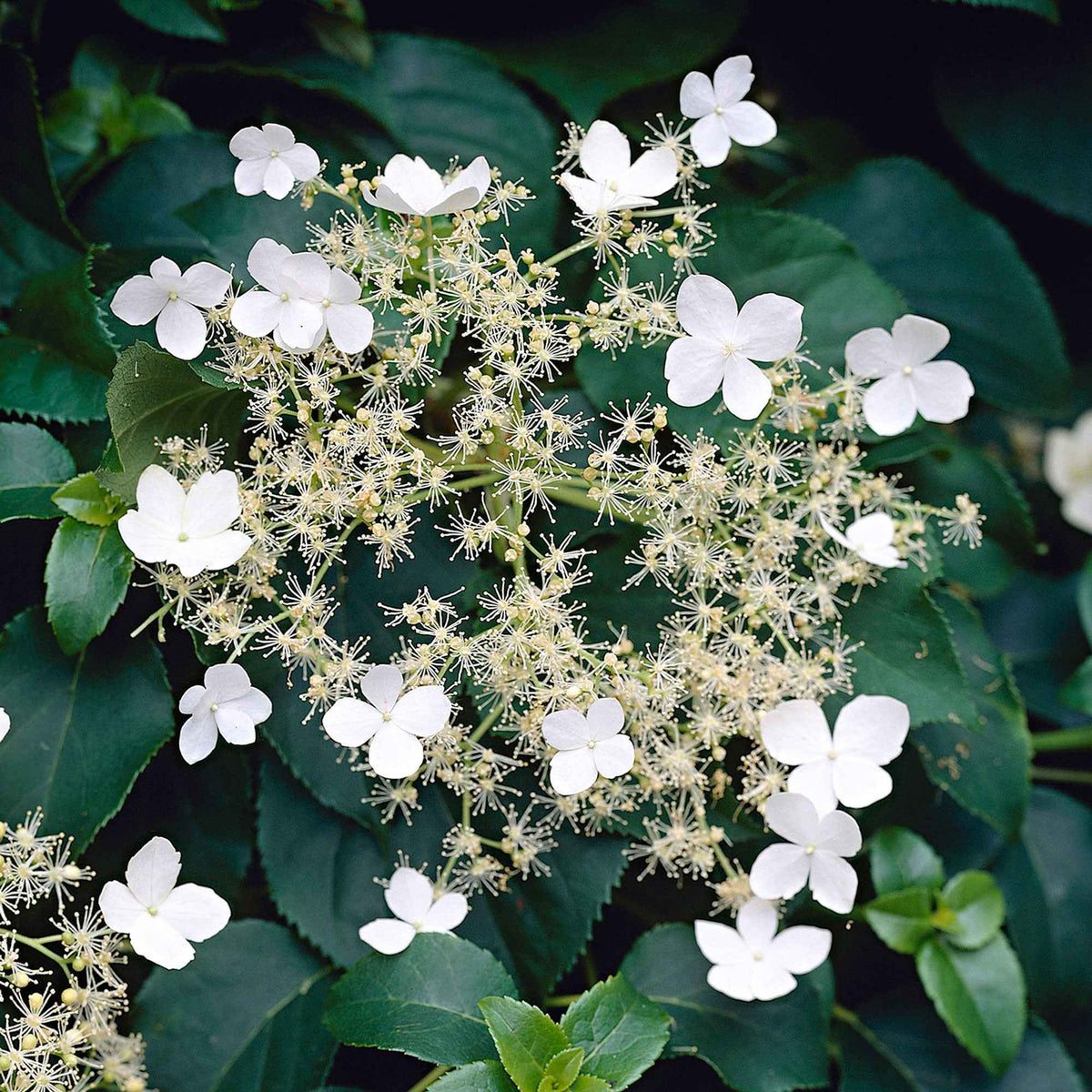 Hortensia grimpant - Hydrangea anomala petiolaris - Willemse