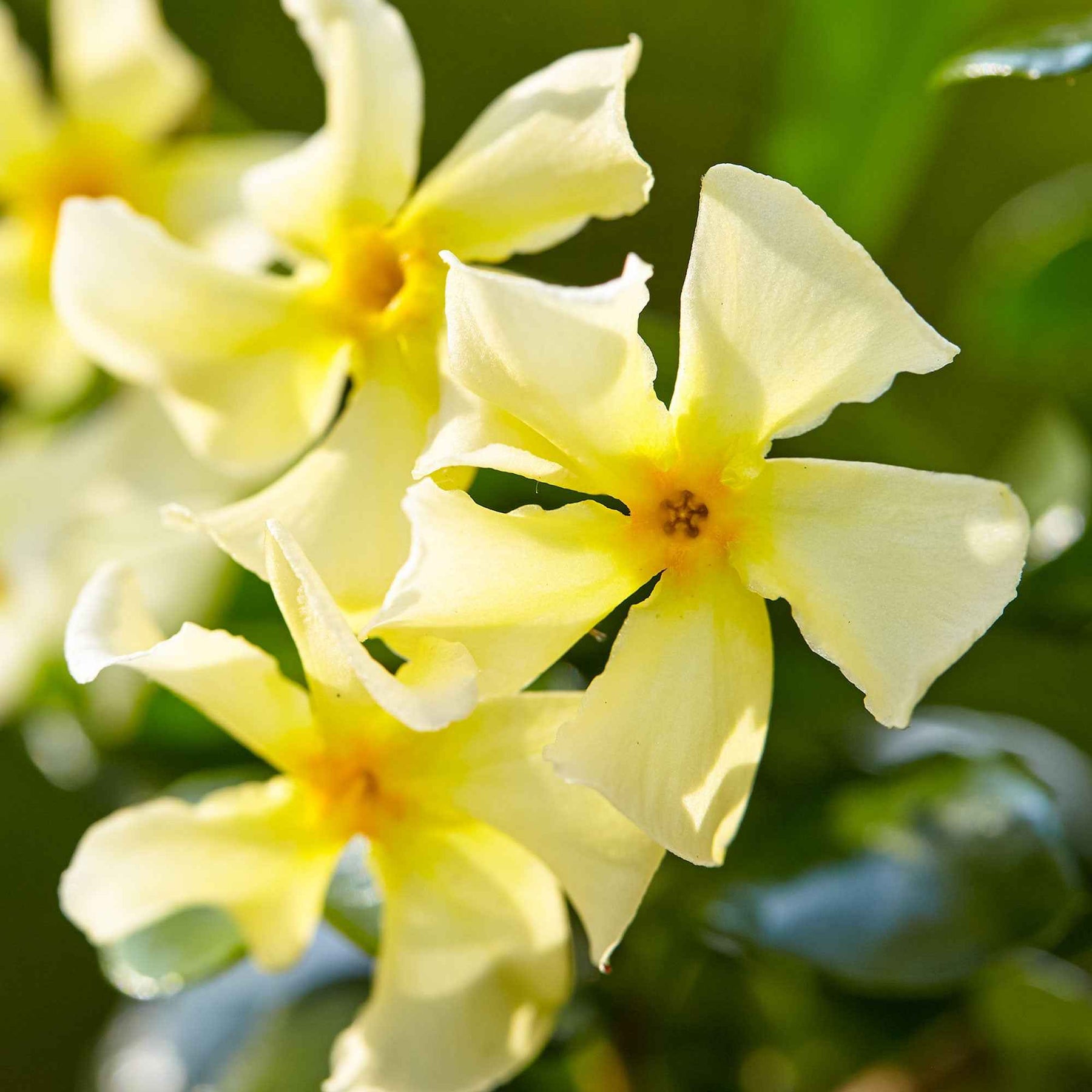 Trachelospermum Star of Toscany - Jasmin étoilé Star of Toscane - Jasmins